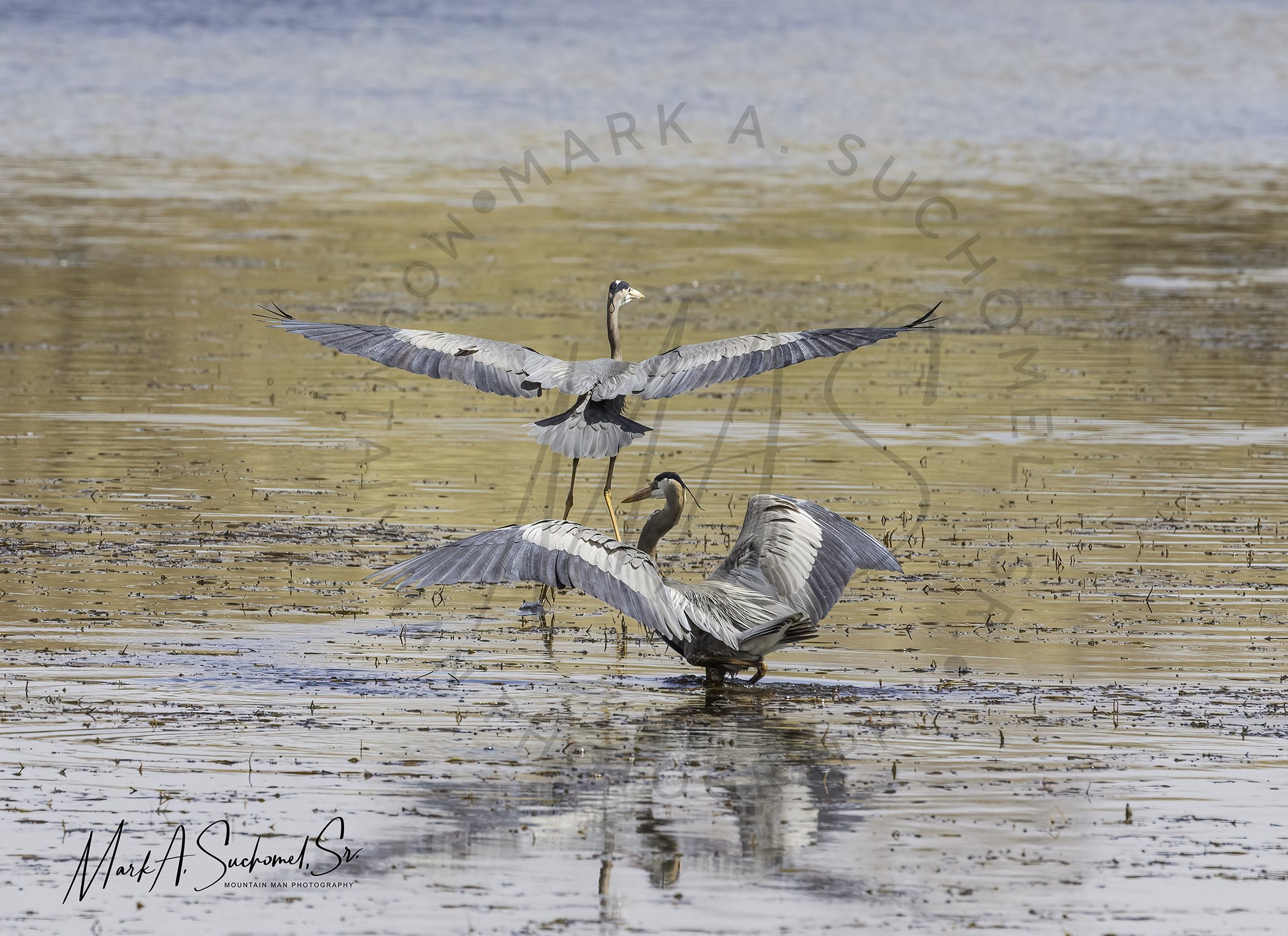 Great Blue Herons taking flight Main Reservoir Littleton, Colorado
