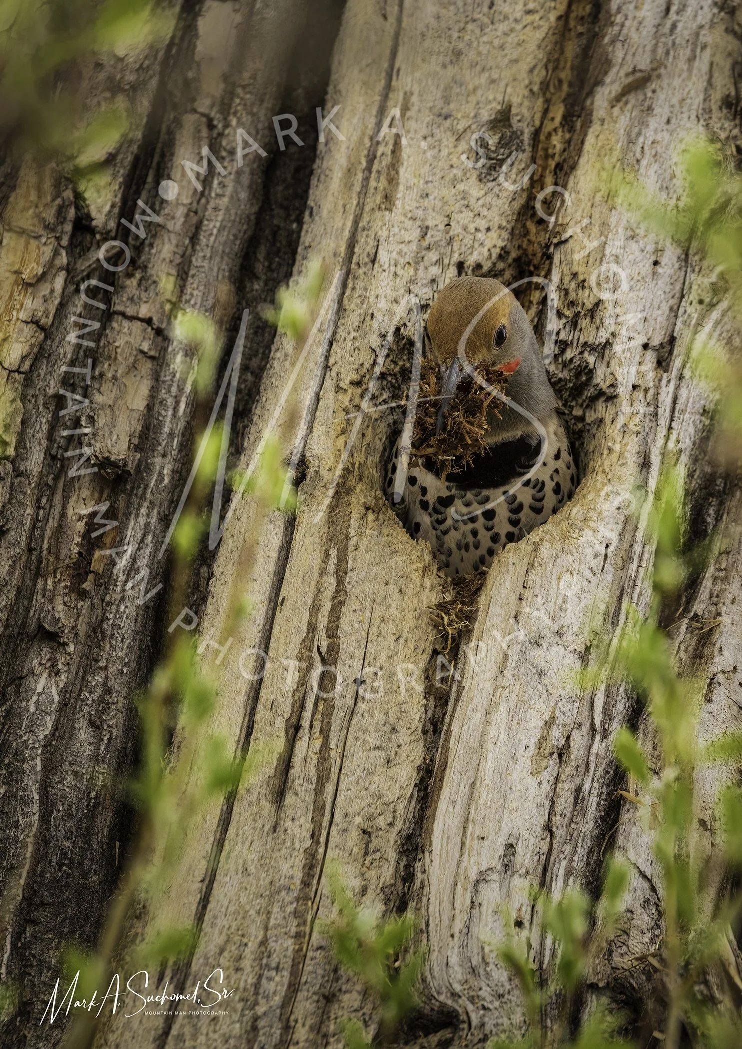 A woodpecker bird with a brown head and black-spotted chest pecks at a tree trunk.