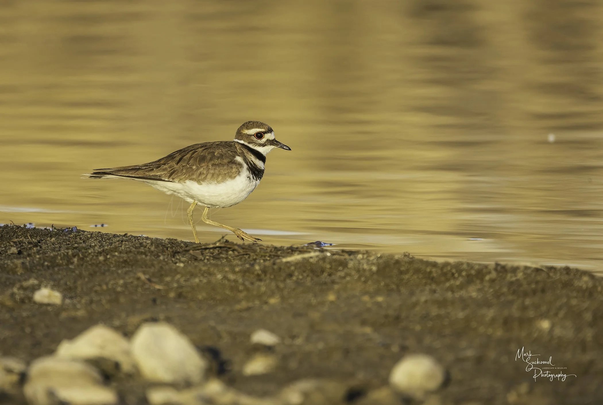 Killdeer