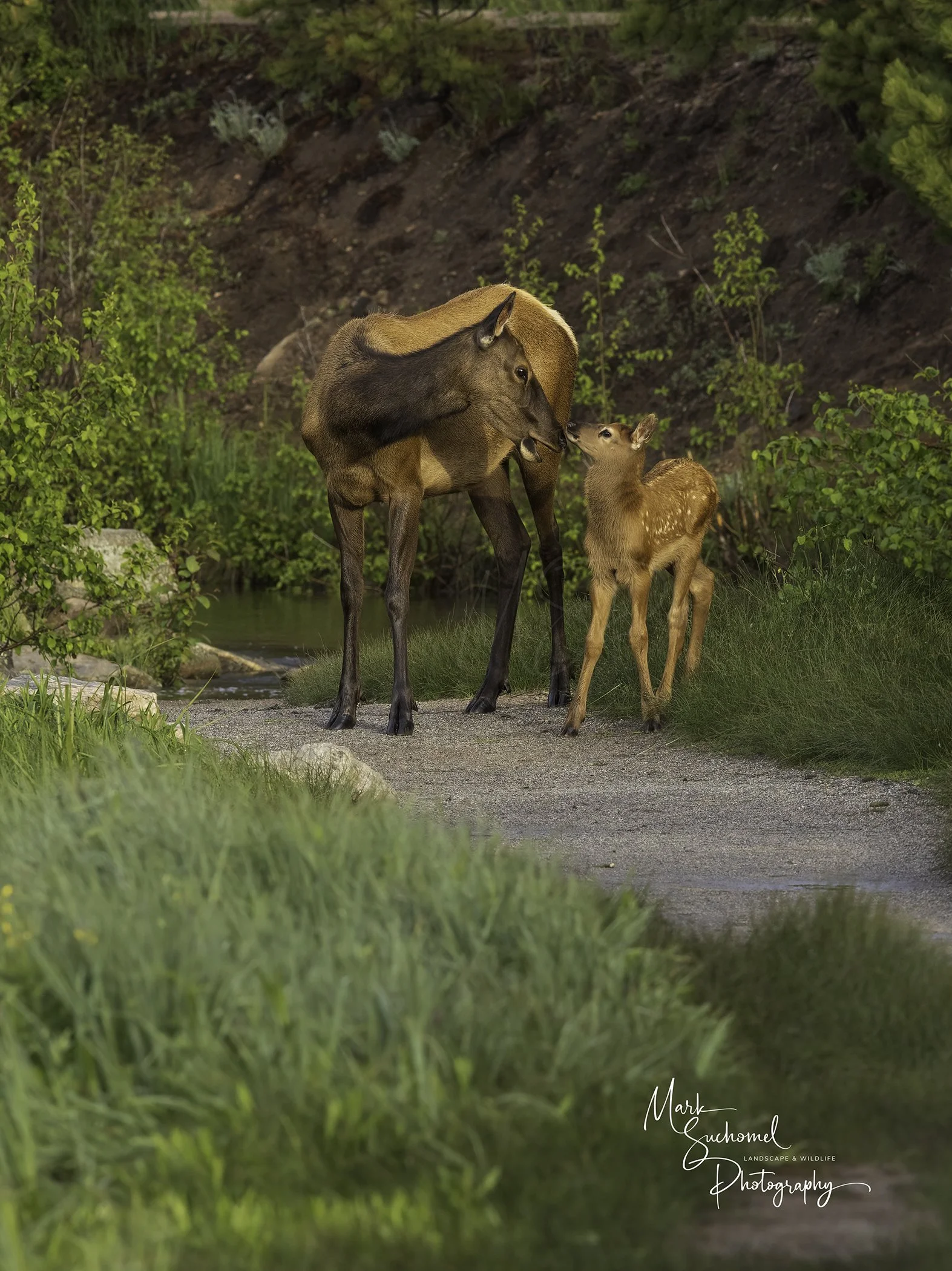 A moose calf and adult sharing a gentle moment on a path in a green, wooded area with a river nearby.