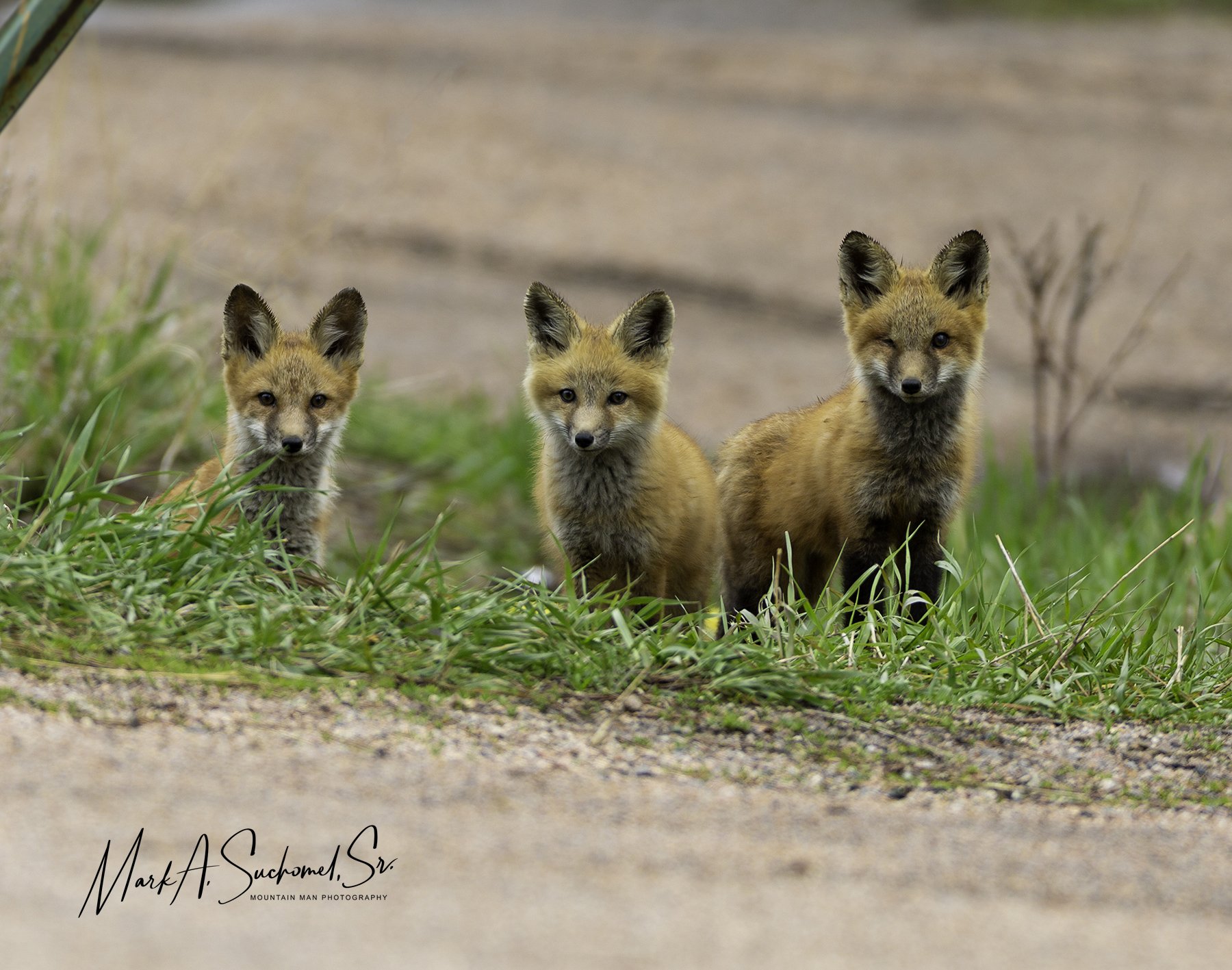 Fox kits