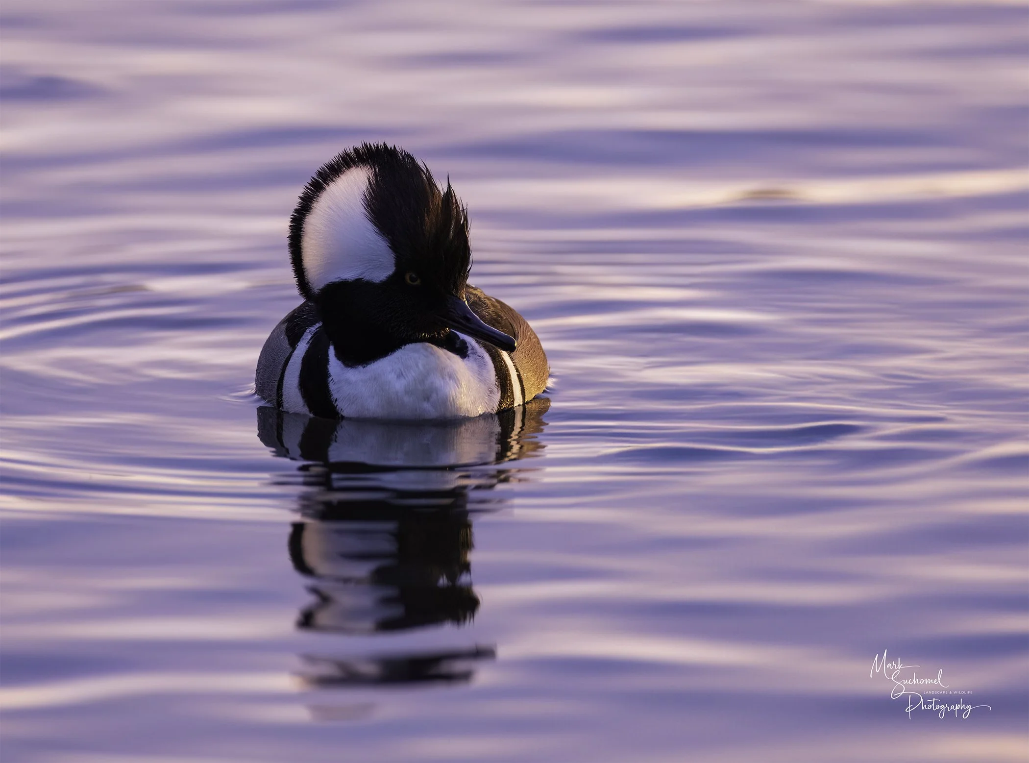 A Male Hooded Merganser swimming on a lake at sunrise 