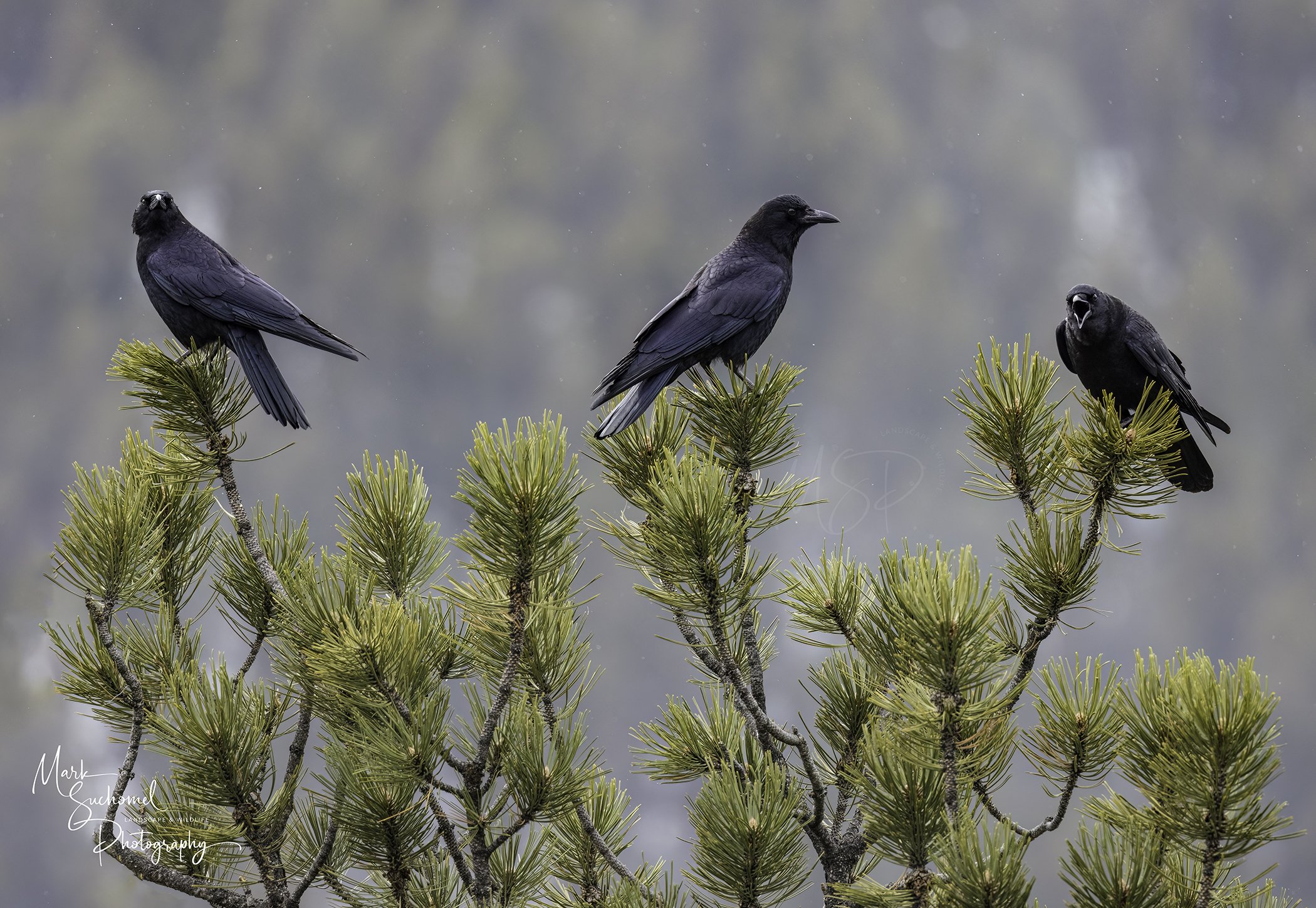 Three black birds perched on pine tree branches, with a foggy background.