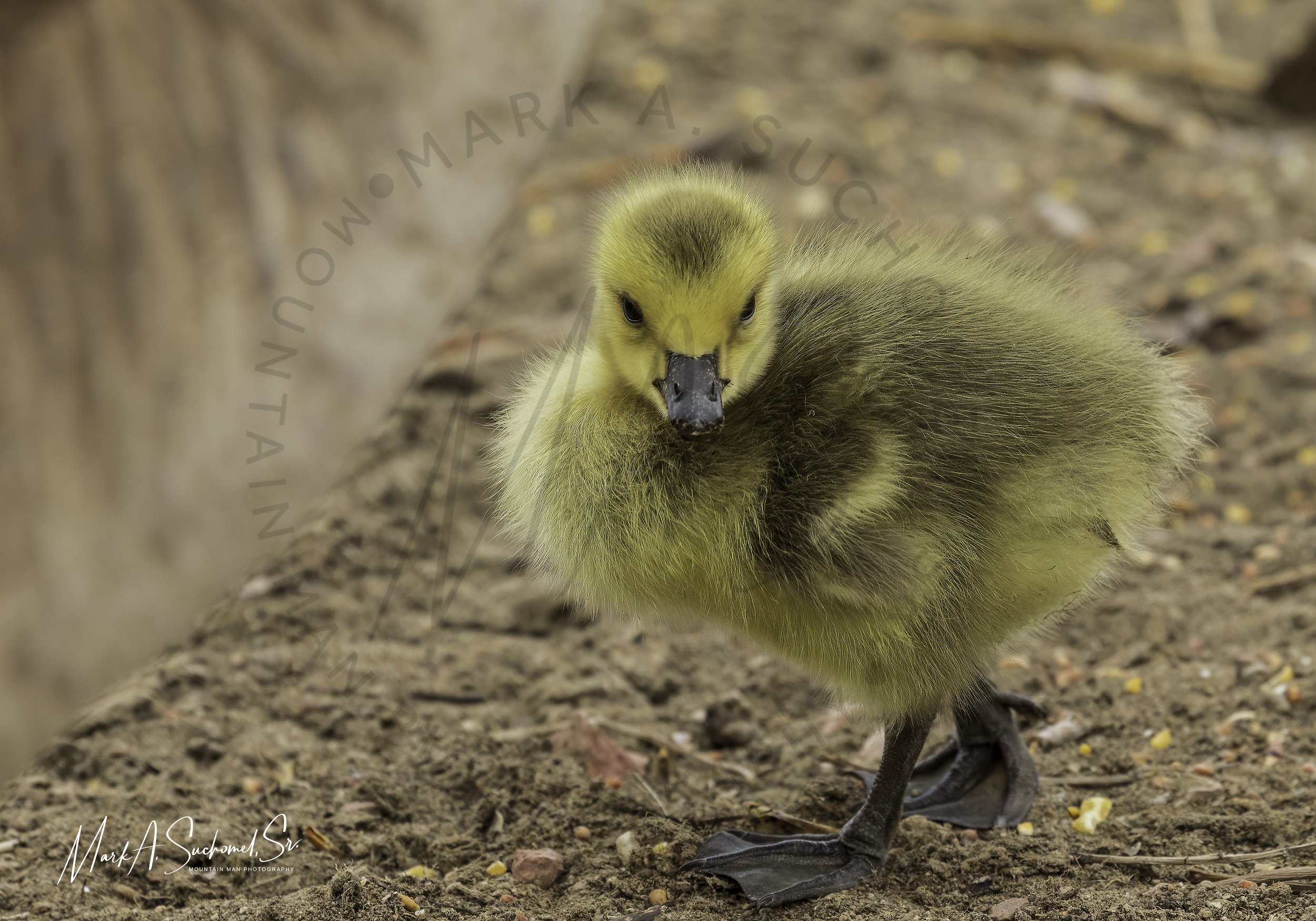 Canadian Goose gosling Main Reservoir Littleton, Colorado
