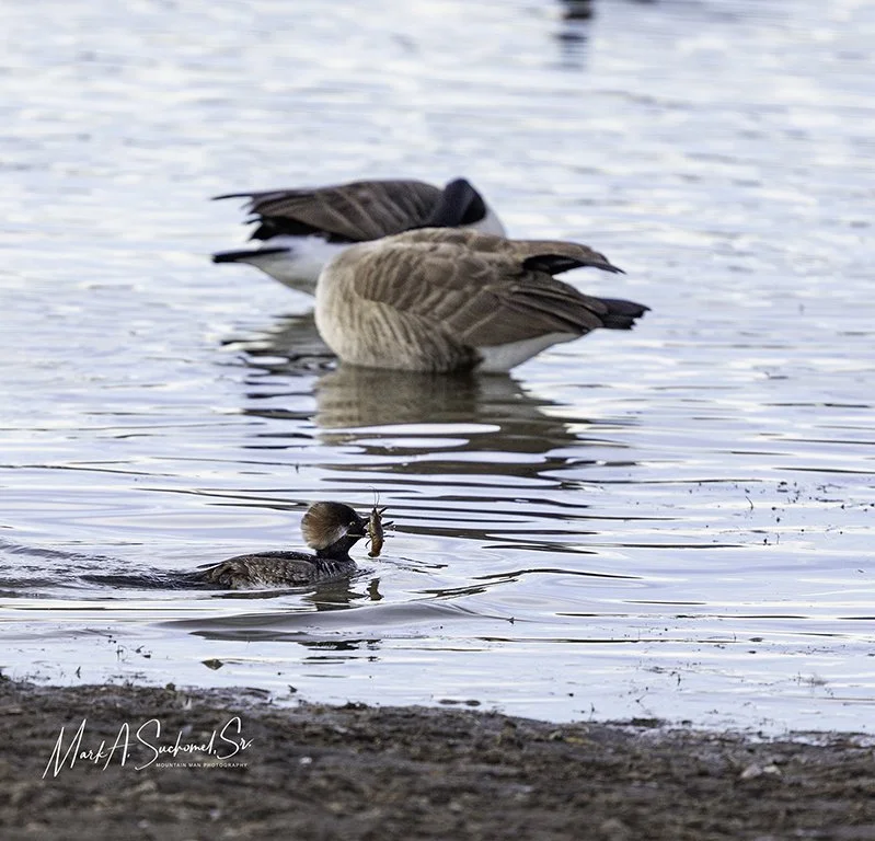 A duck swimming in water with two large ducks on the shore in the background