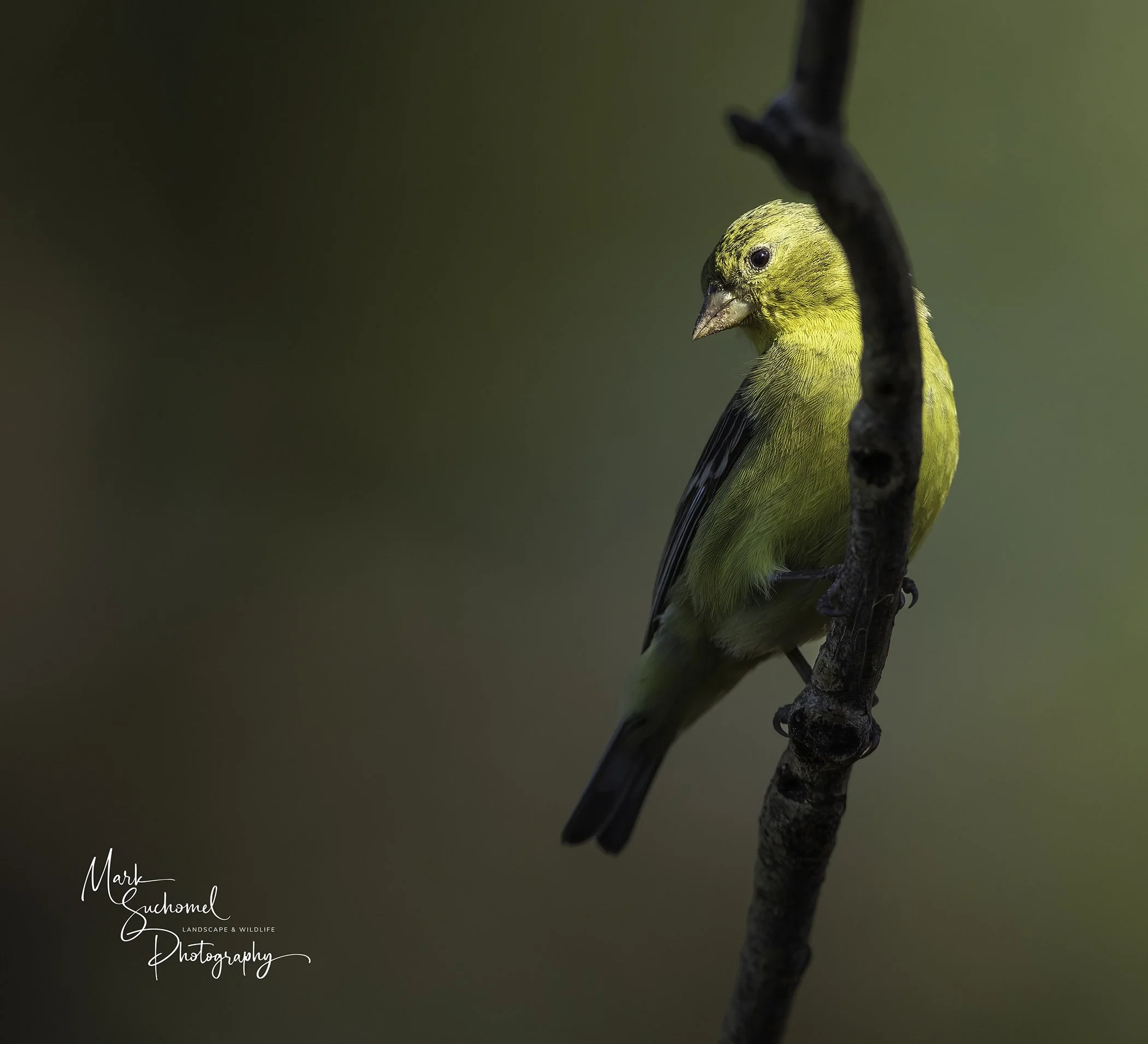 A small yellow bird perched on a dark branch against a blurred green background.