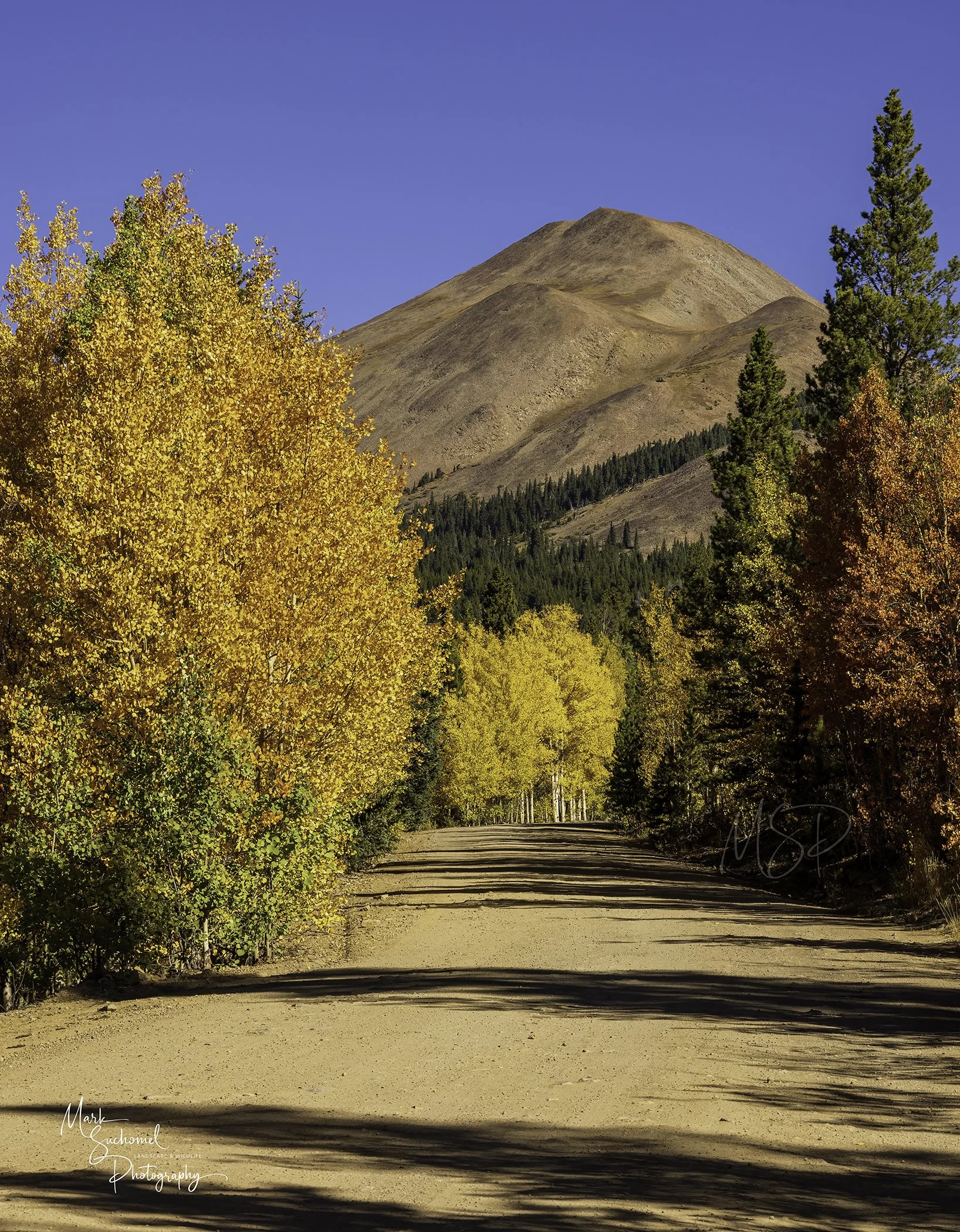 Dirt road running through a forest of trees with yellow and orange fall foliage, with a mountain in the background under a clear blue sky.