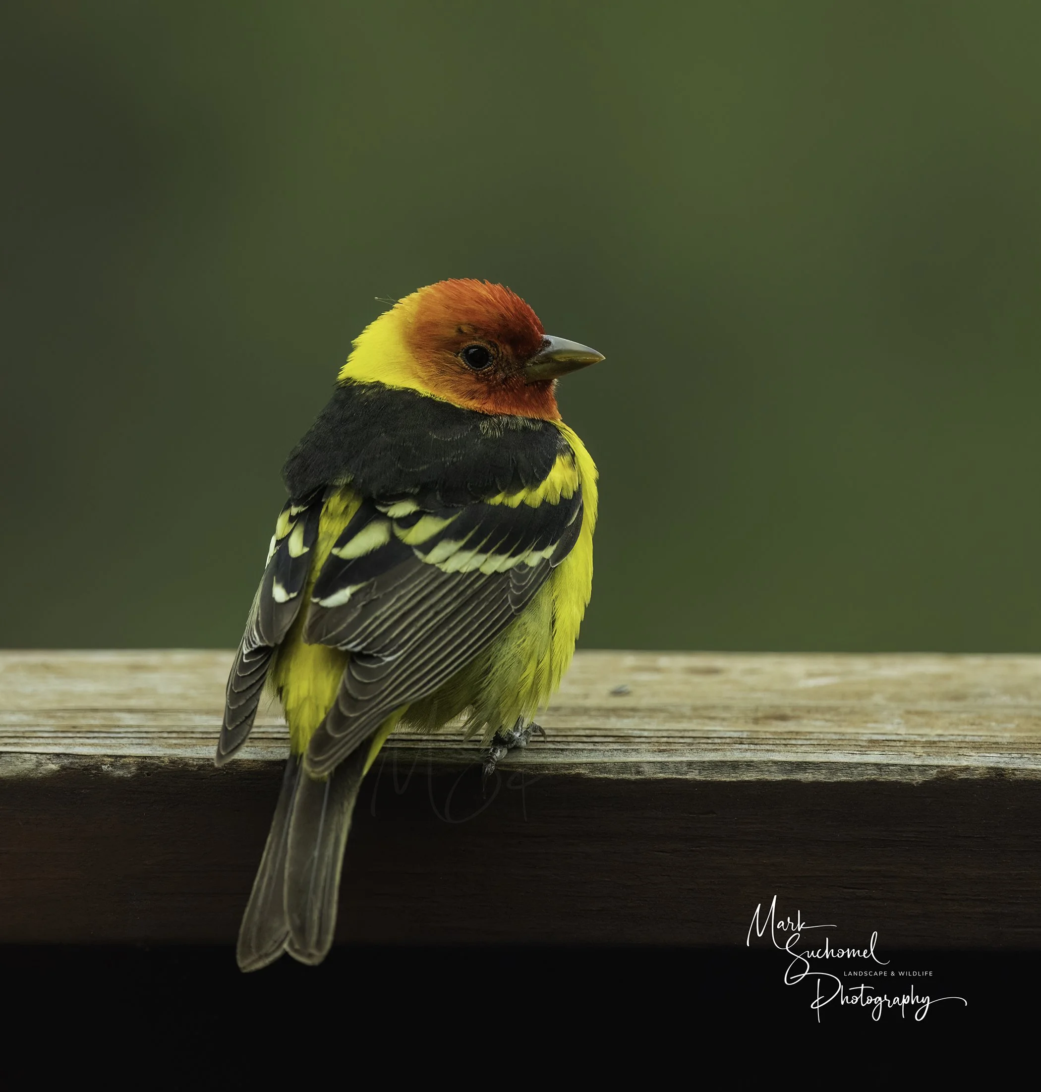 Western Tanager