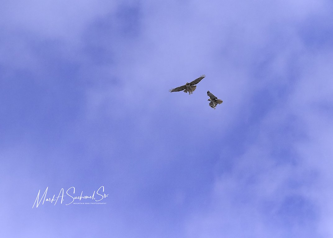 Two hawks flying in a blue sky with scattered clouds.