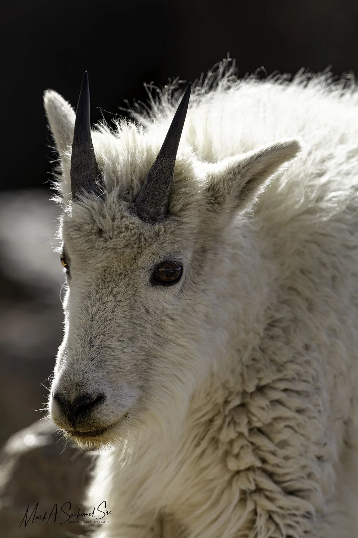 Mountain Goat
