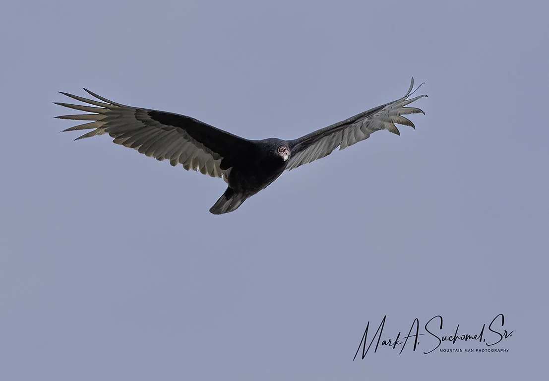 A large vulture soaring in the sky with its wings spread wide.