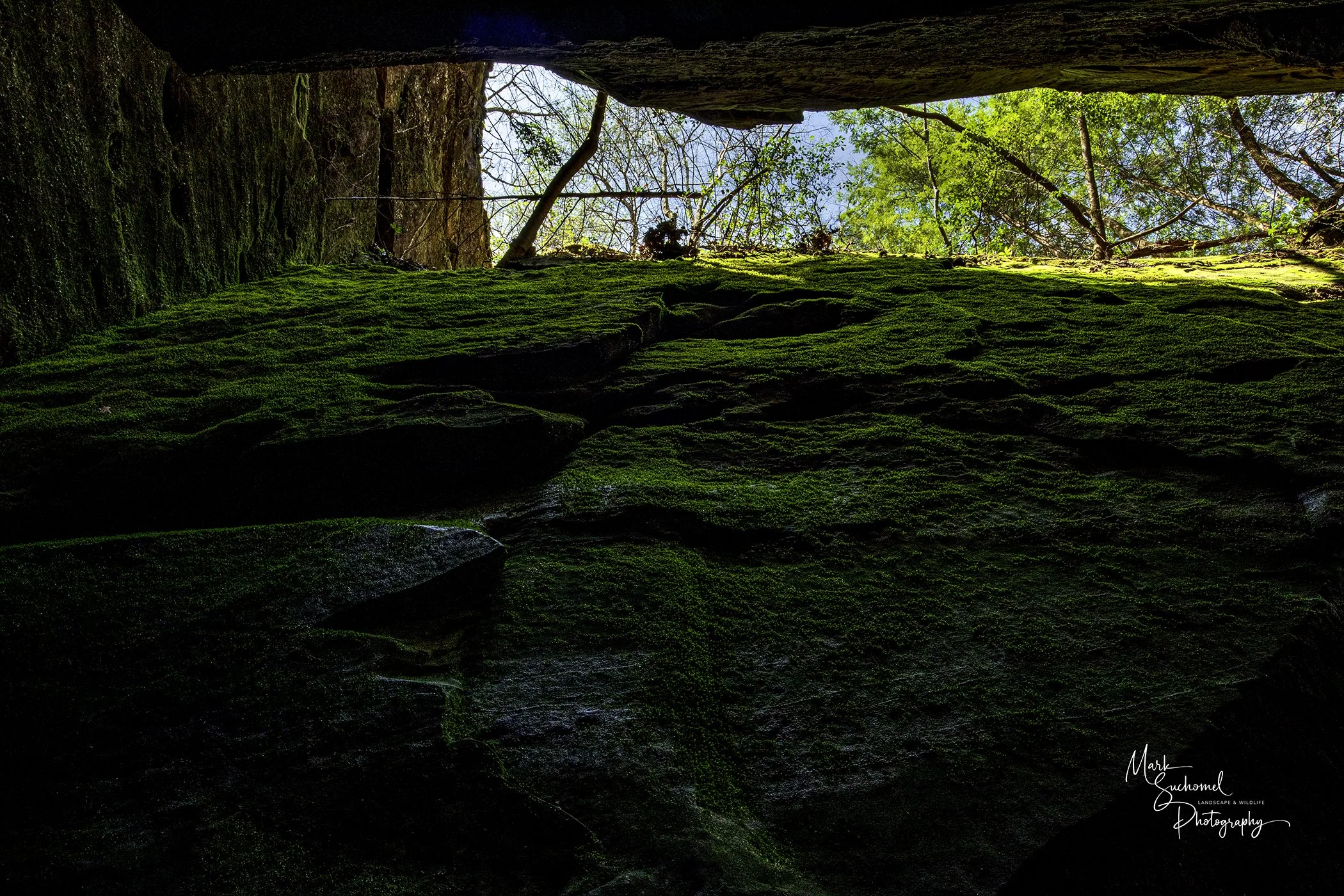 Moss-covered rocks inside a dark cave or crevice with sunlight and trees visible overhead.