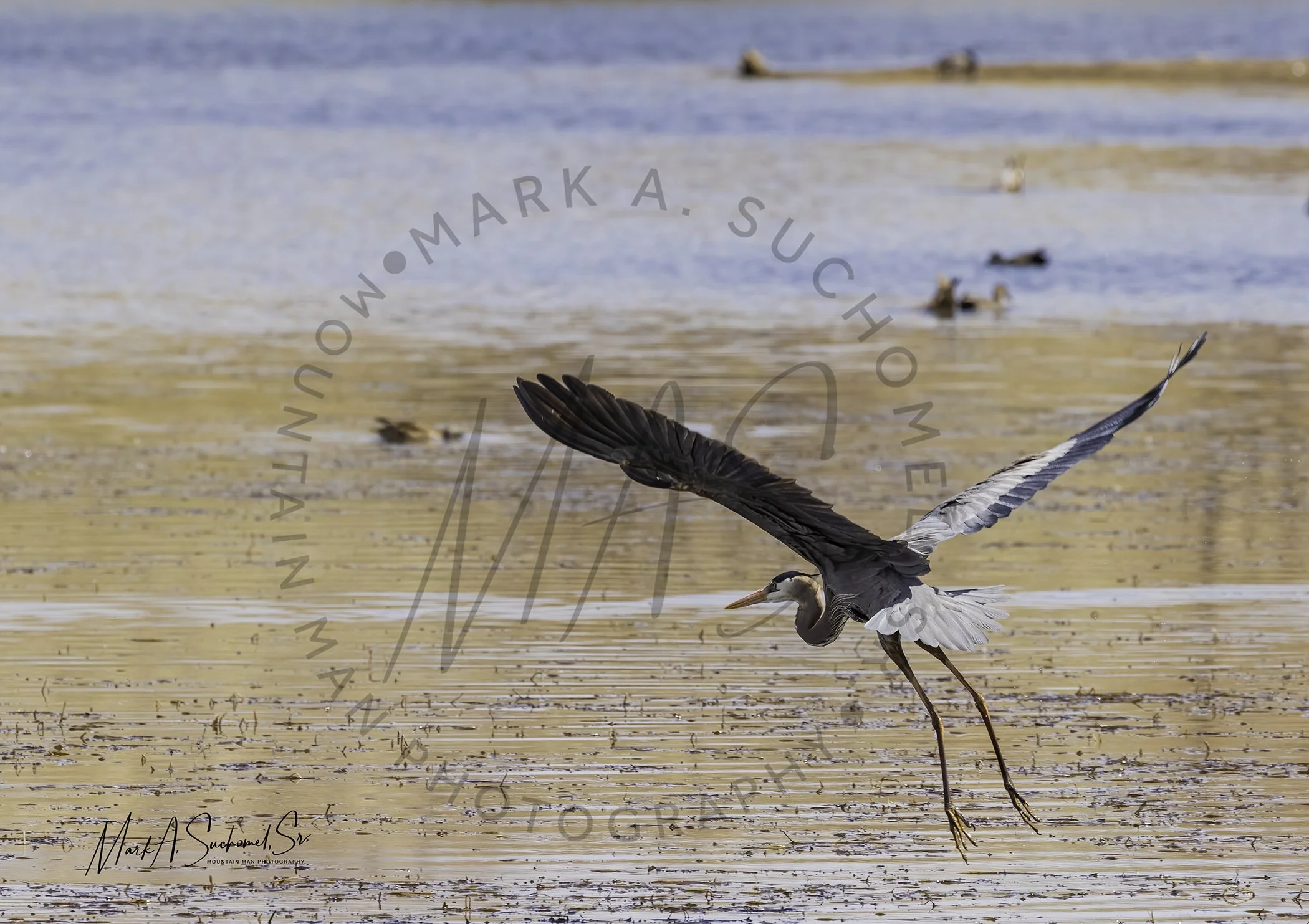 Great Blue Heron taking flight Main Reservoir Littleton, Colorado