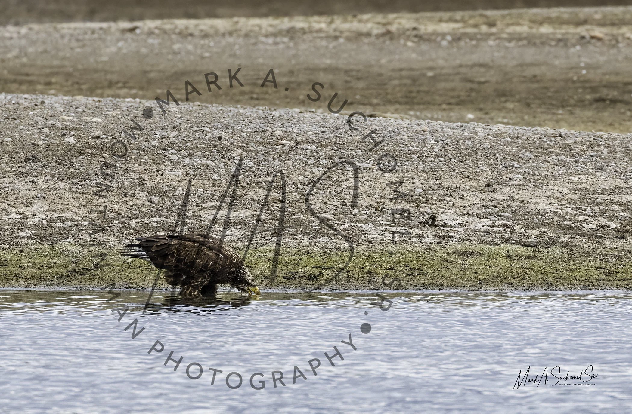 A young eagle drinking from a body of water near a sandy shore with a gravelly background.