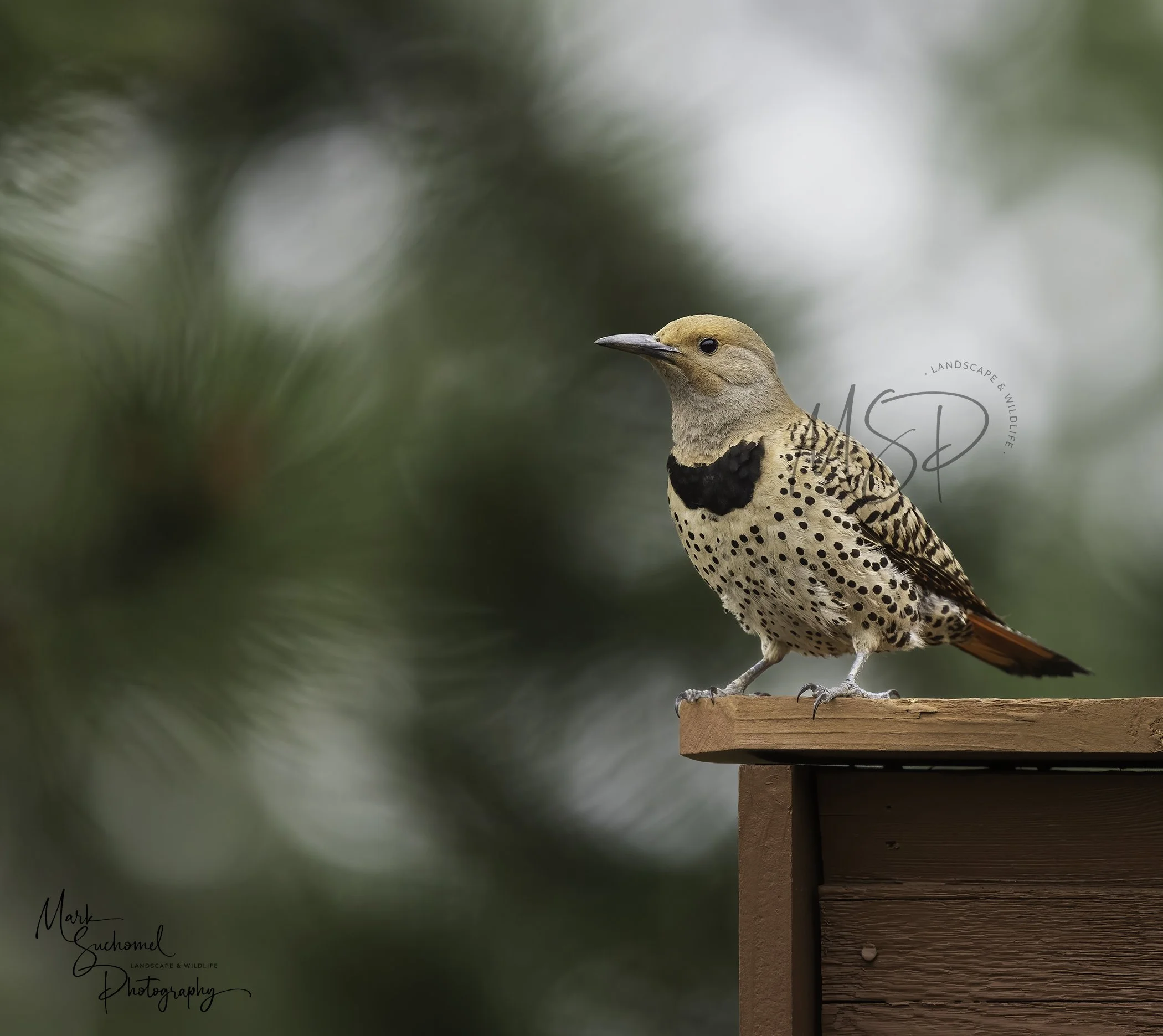 Northern Flicker