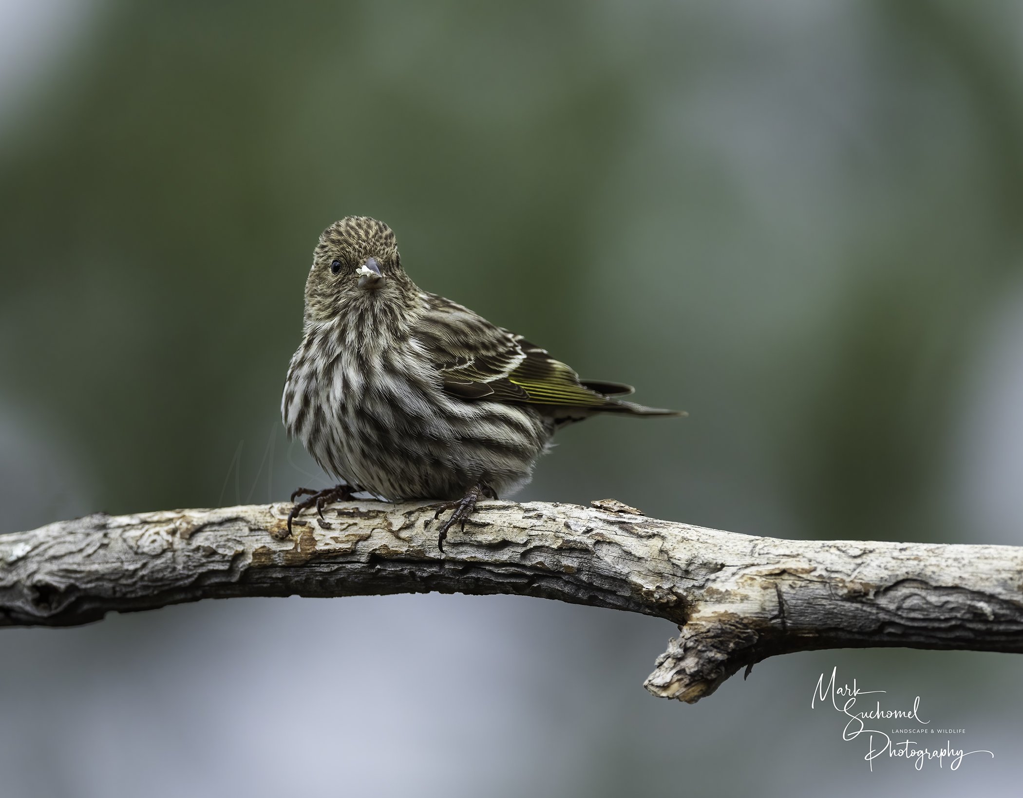 Pine Siskin