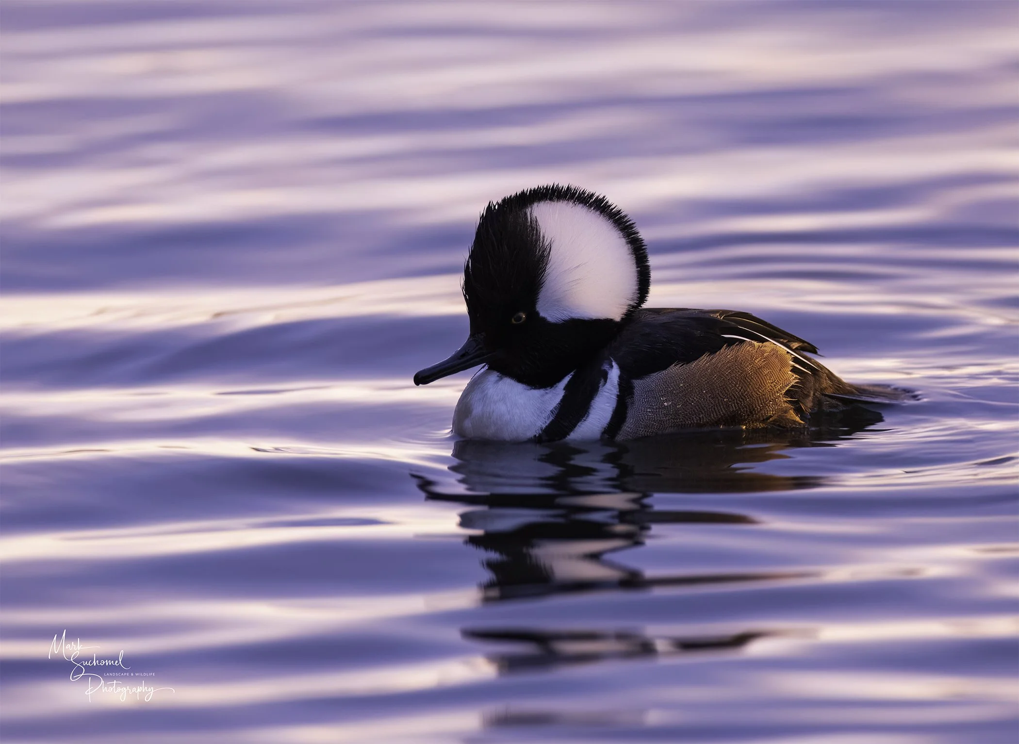 A Male Hooded Merganser swimming on a lake at sunrise 