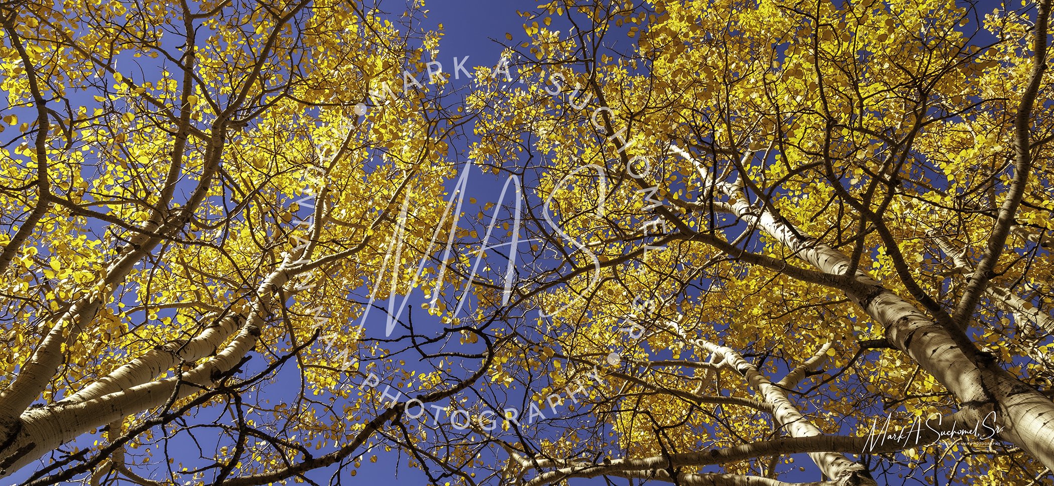 Witter Gulch Fall Colorado
