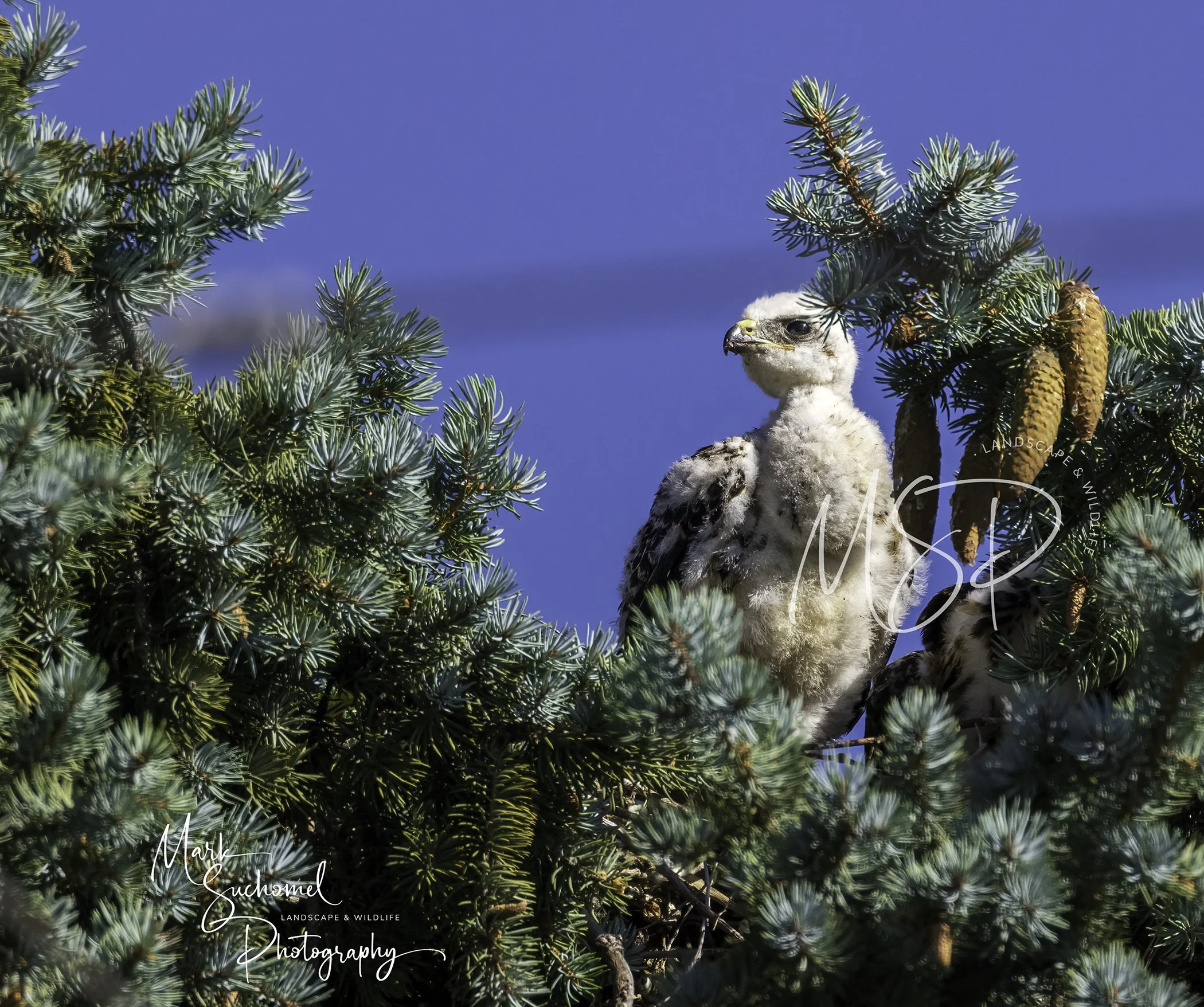 Baby Swainson's Hawk in the nest