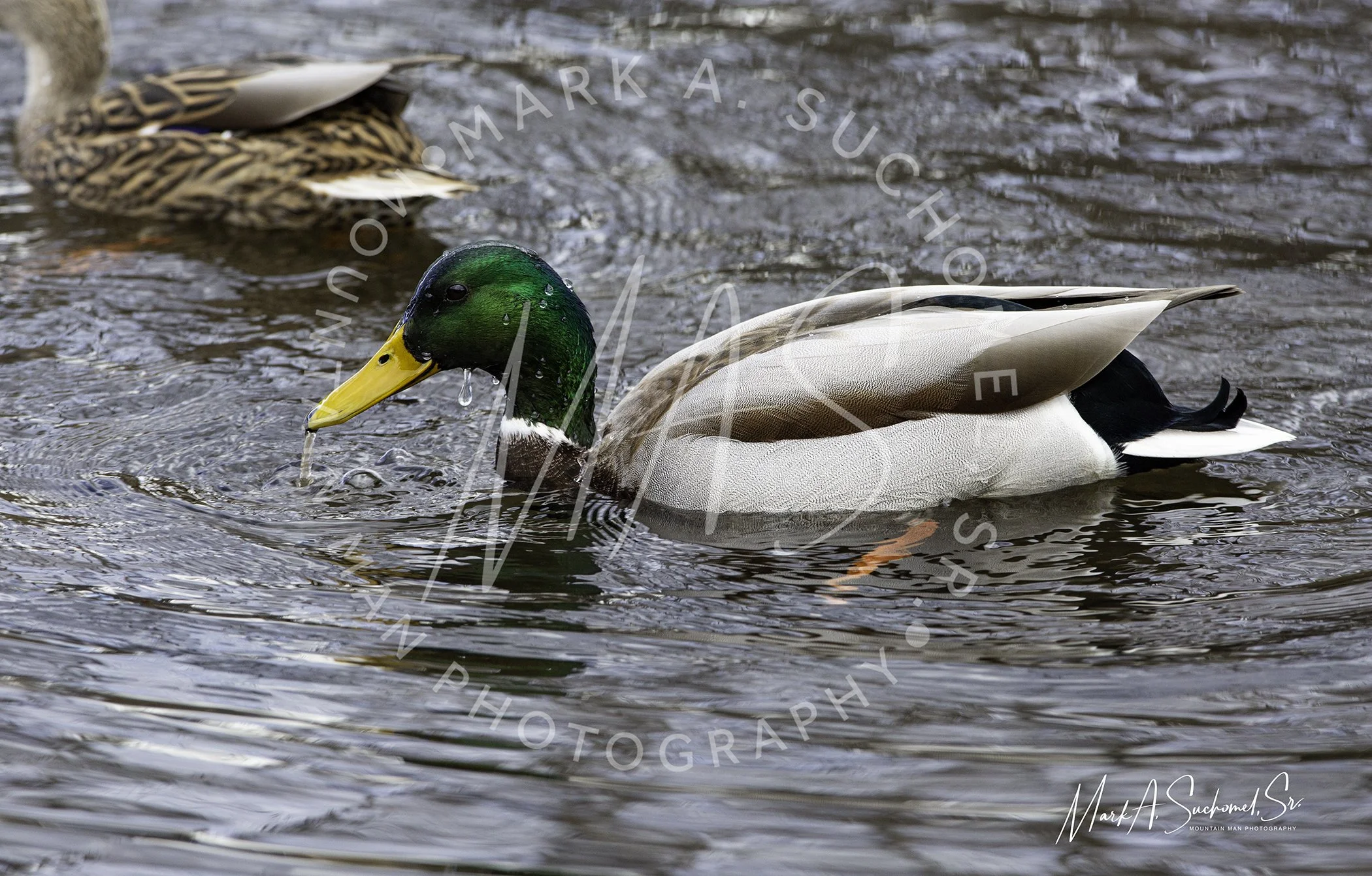 A male mallard duck swimming in water with a green head, yellow bill, and white neck ring, surrounded by rippling water.