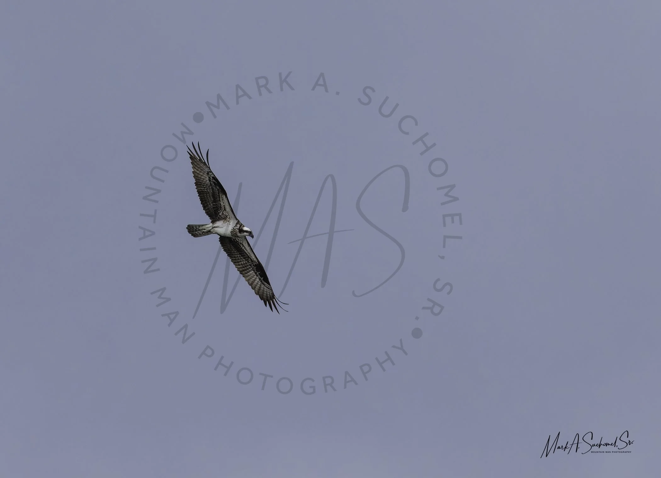 A bird flying against a clear blue sky with a watermark overlay and a signature in the bottom right corner.