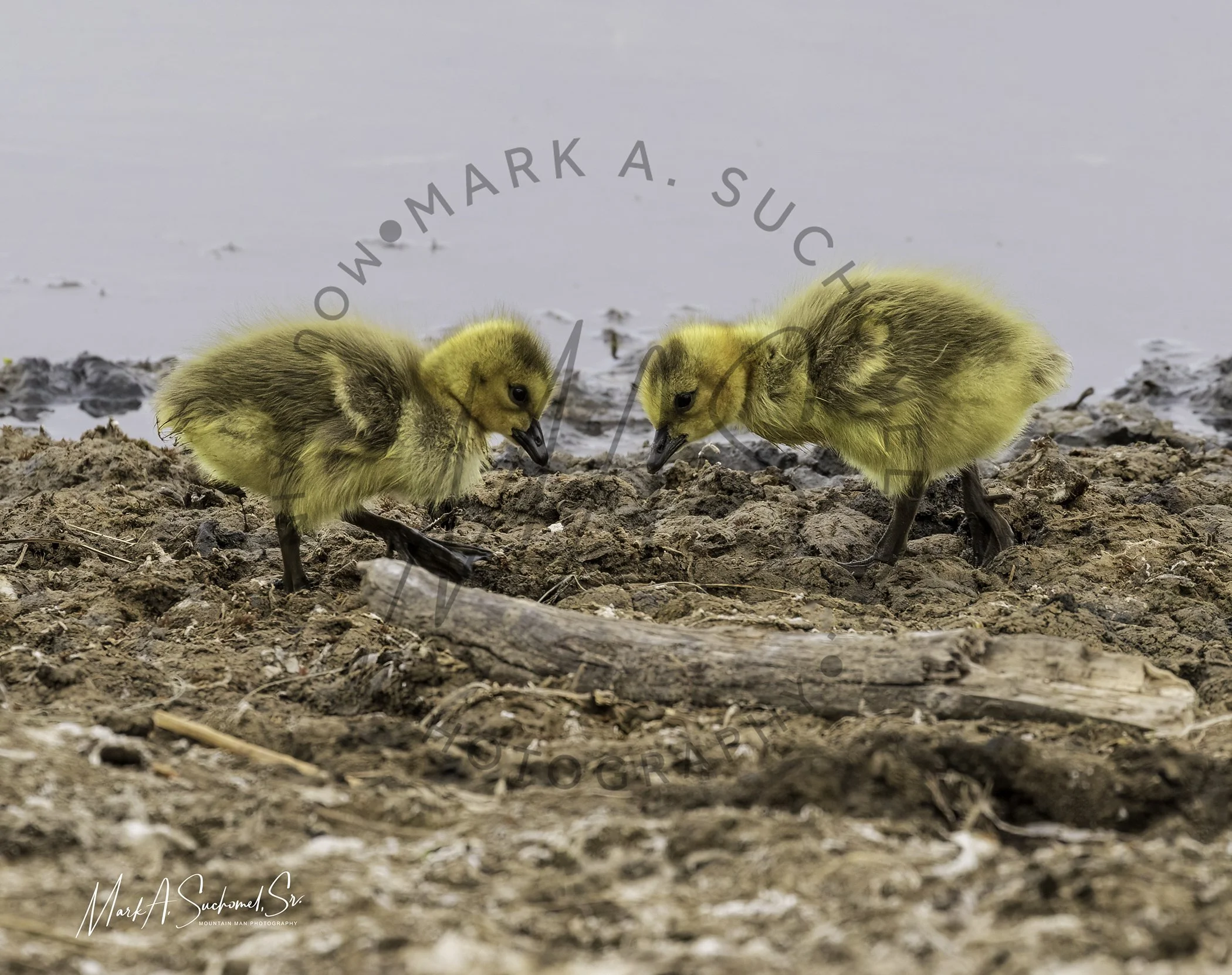 Canadian Goose goslings Main Reservoir Littleton, Colorado