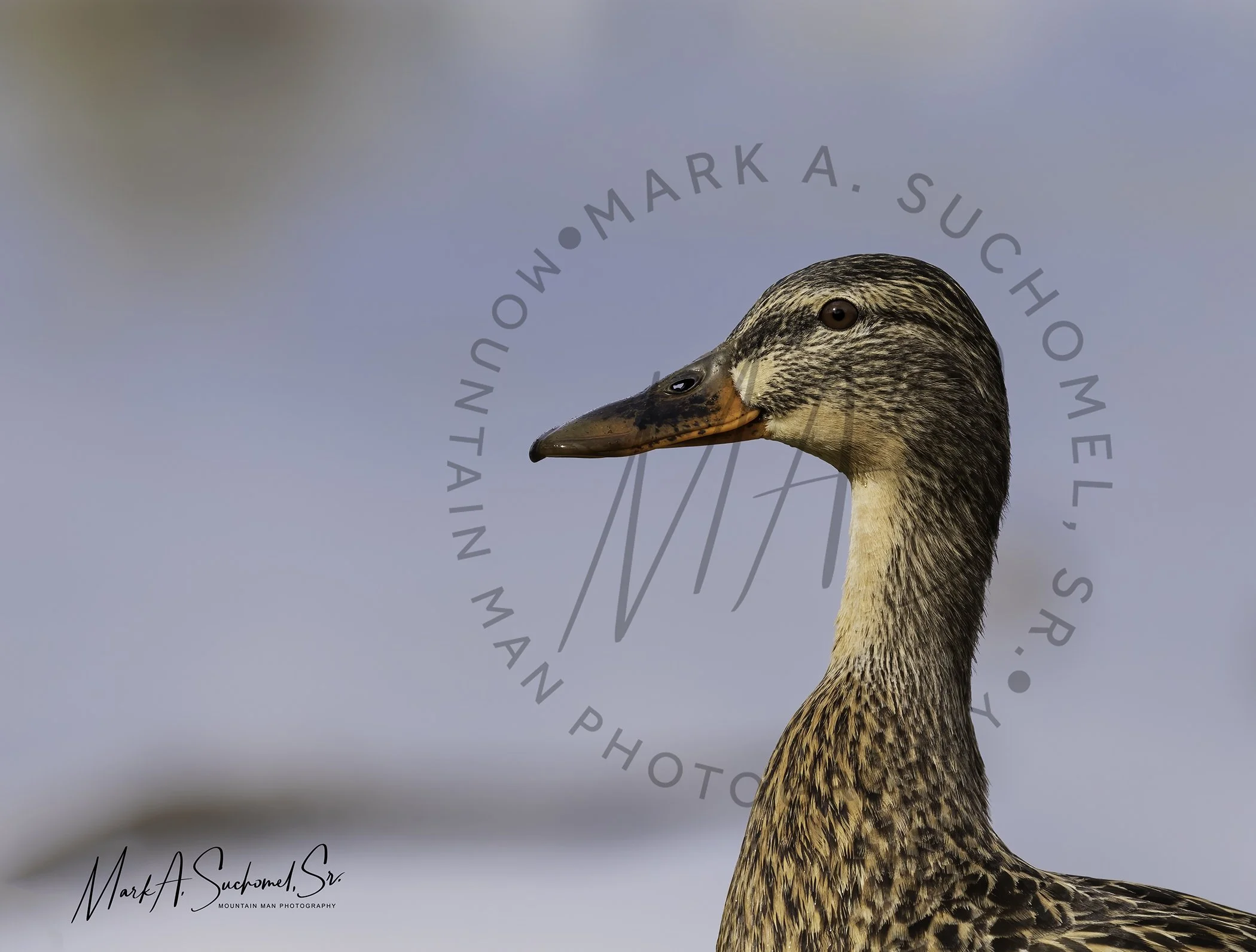 Close-up of a female mallard duck with brown-speckled feathers against a light blue sky background.