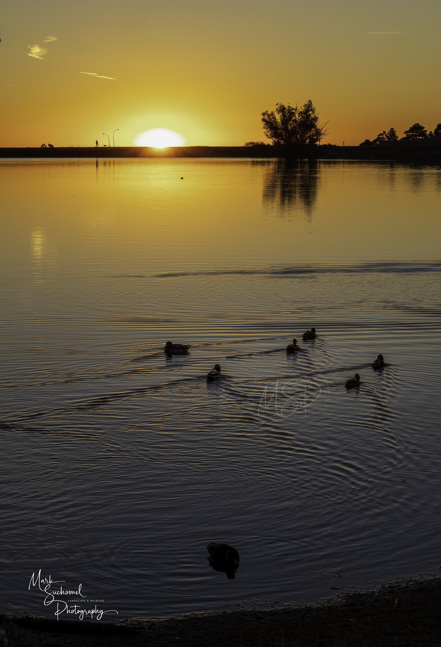 Sunset over a calm lake with trees on the horizon. Several ducks are swimming in the water, creating ripples as they move.