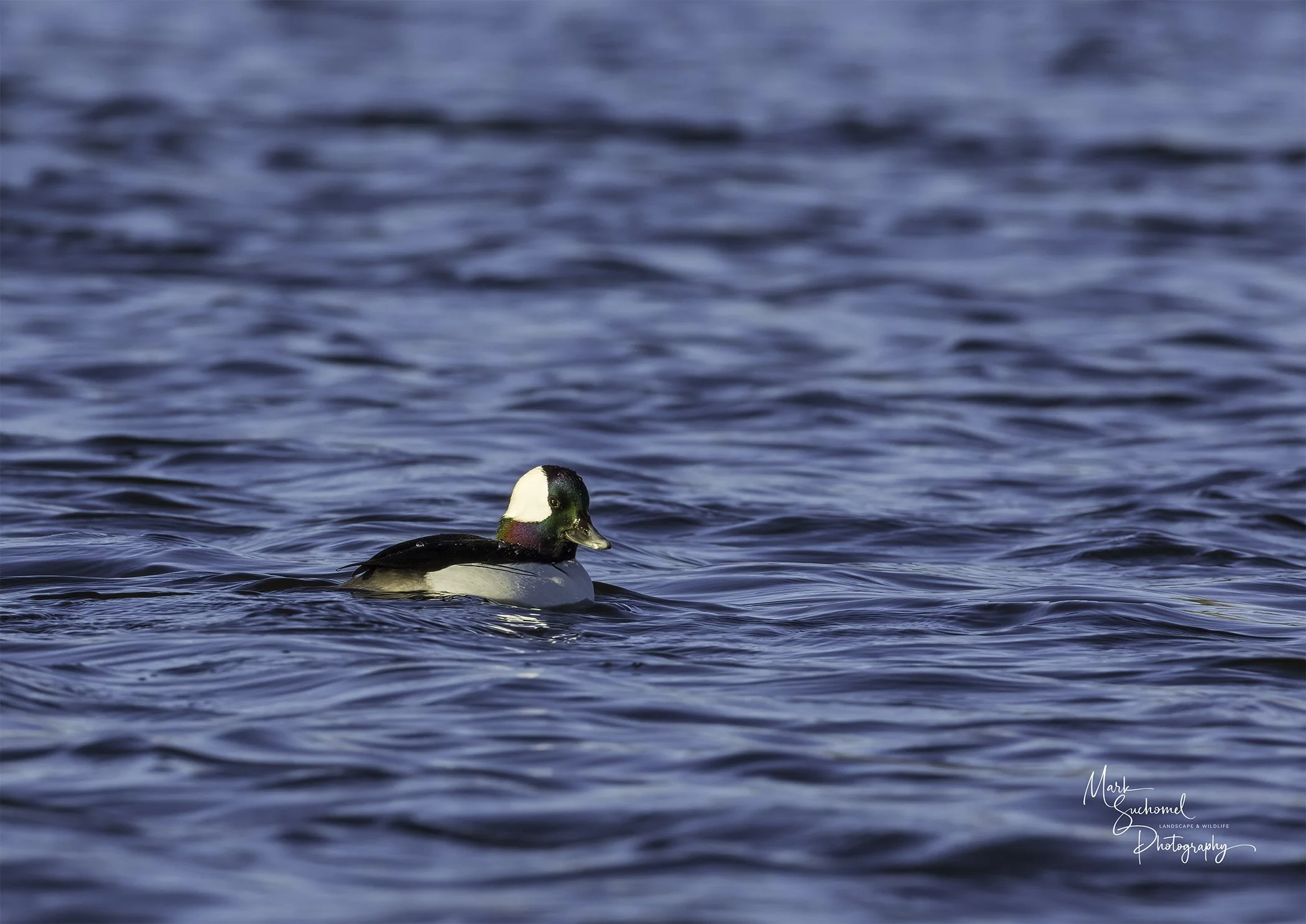 Bufflehead Duck Drake