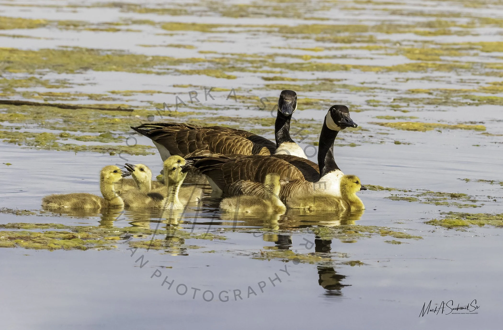 Canadian Geese and goslings Main Reservoir Littleton, Colorado