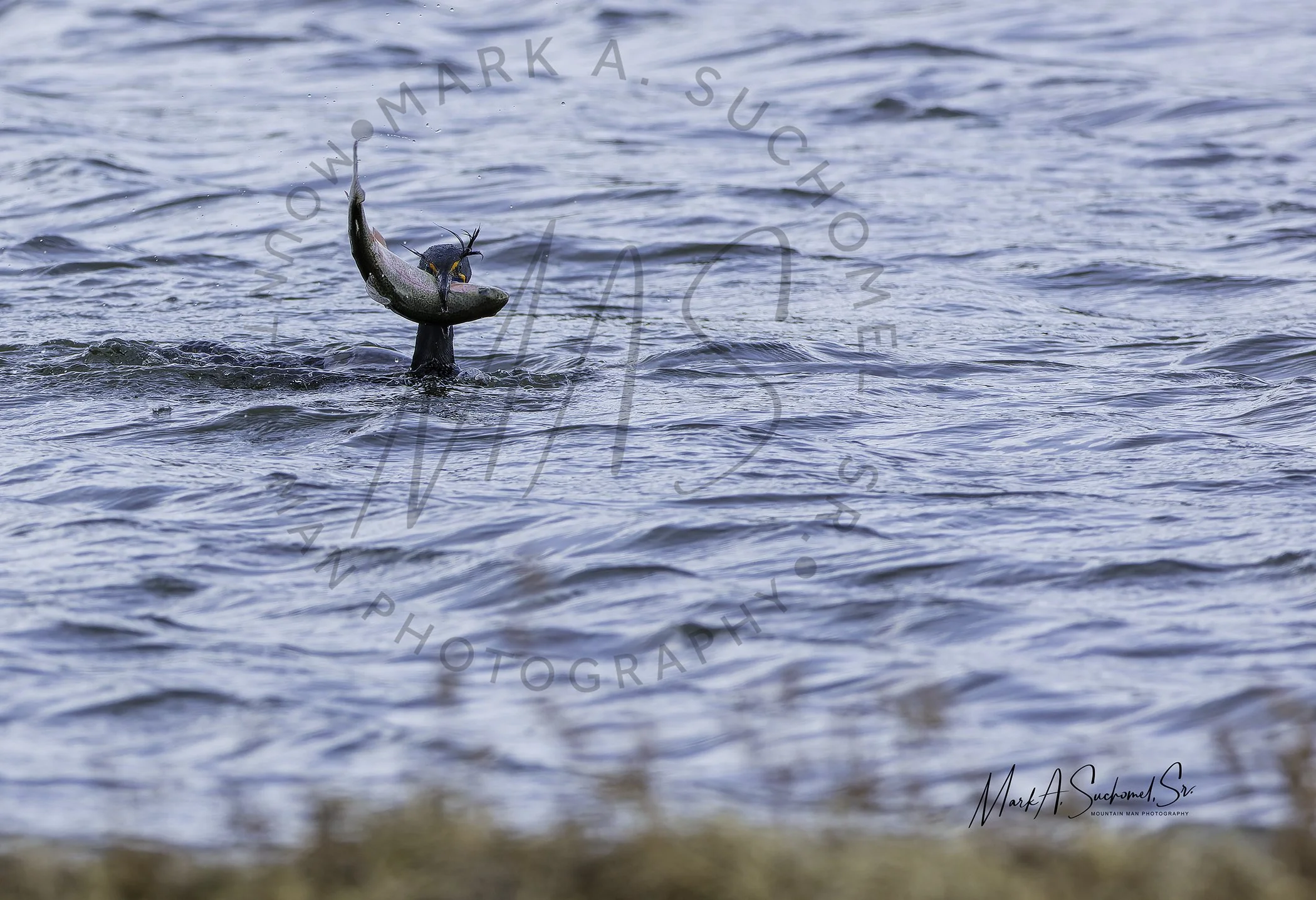 Double-crested Cormorant with trout Evergreen Lake Evergreen, Colorado