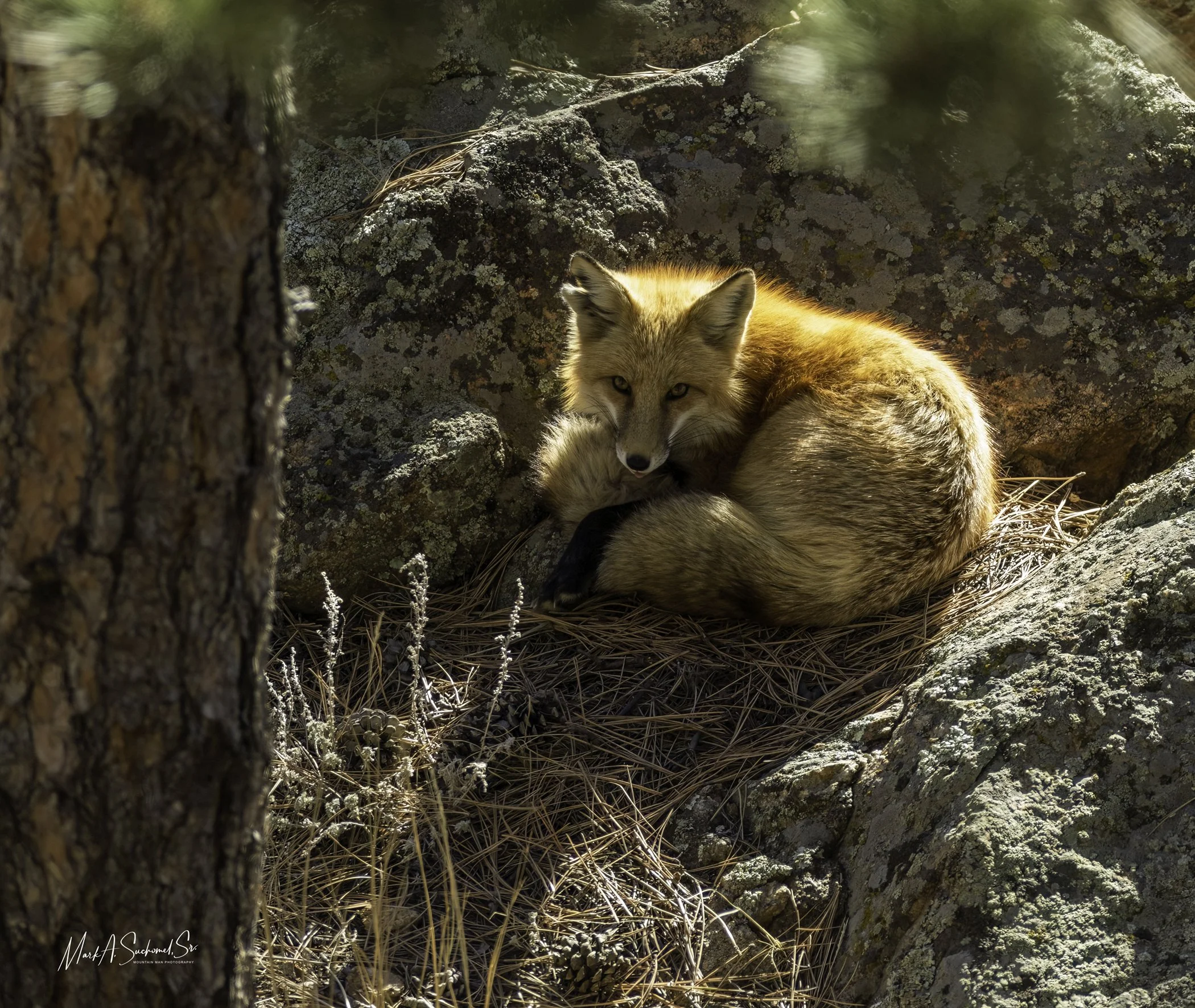A fox curled up on a bed of pine needles among rocks, with sunlight illuminating its orange fur.