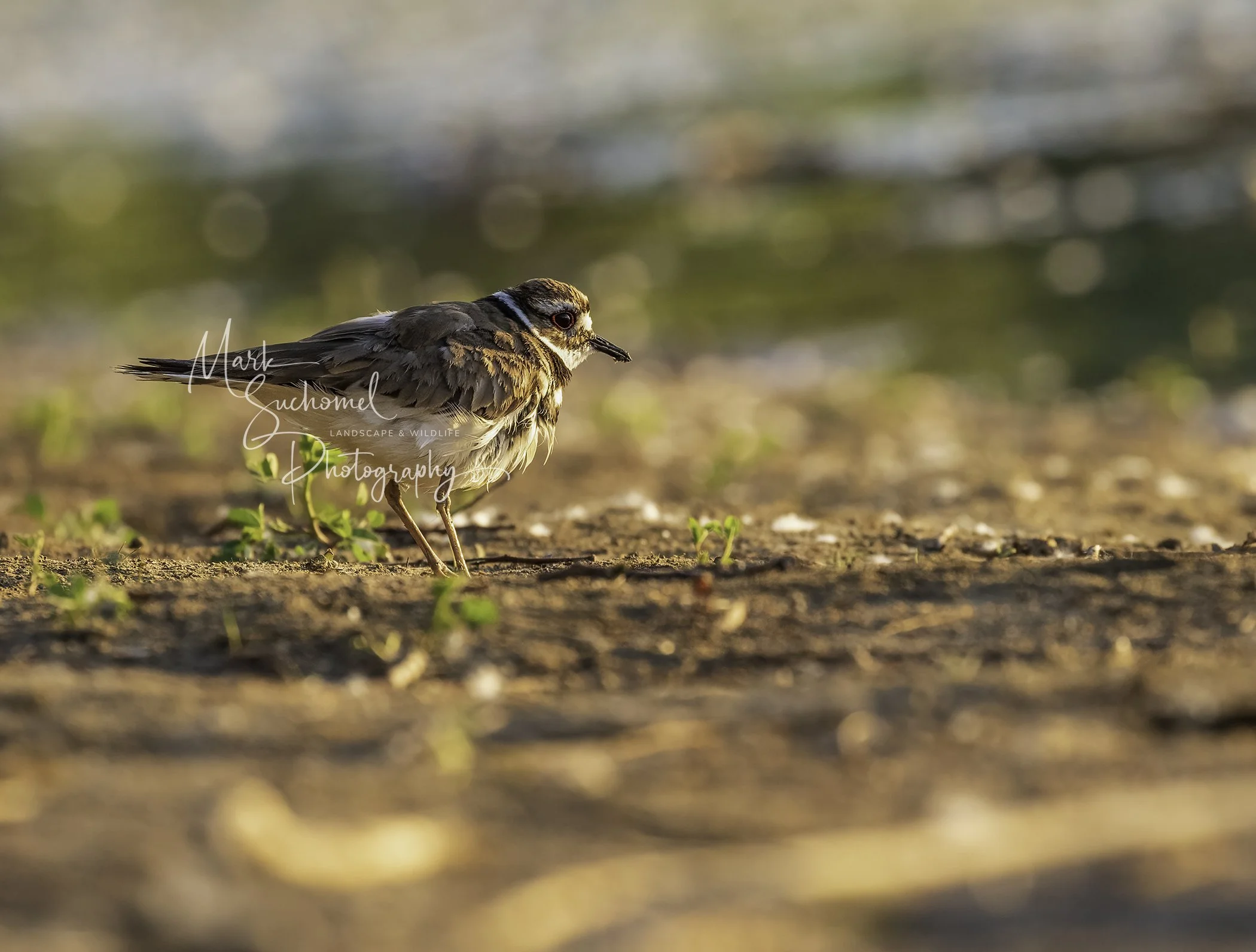 Close-up of a small bird standing on the ground near a body of water, with a blurred background of water and foliage.