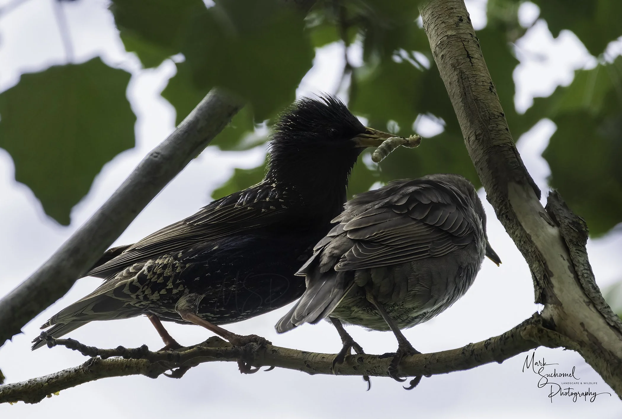 A European Starling with black feathers holding a caterpillar in its beak, perched on a tree branch with green leaves in the background.