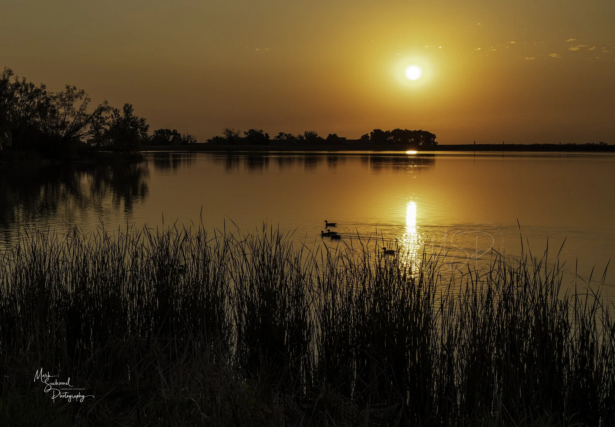 Sunset over a calm lake with ducks swimming, silhouetted trees in the background, and tall grass in the foreground.