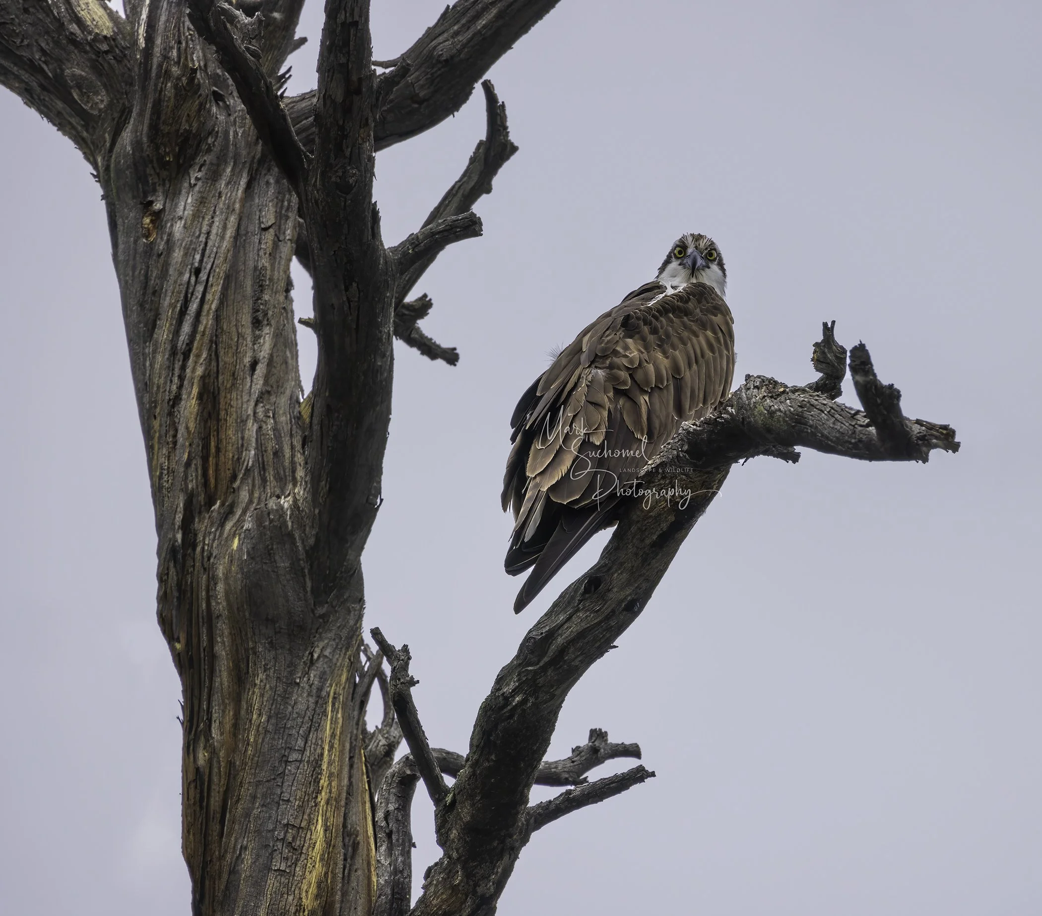 Osprey perched on a dead tree branch against a pale sky.