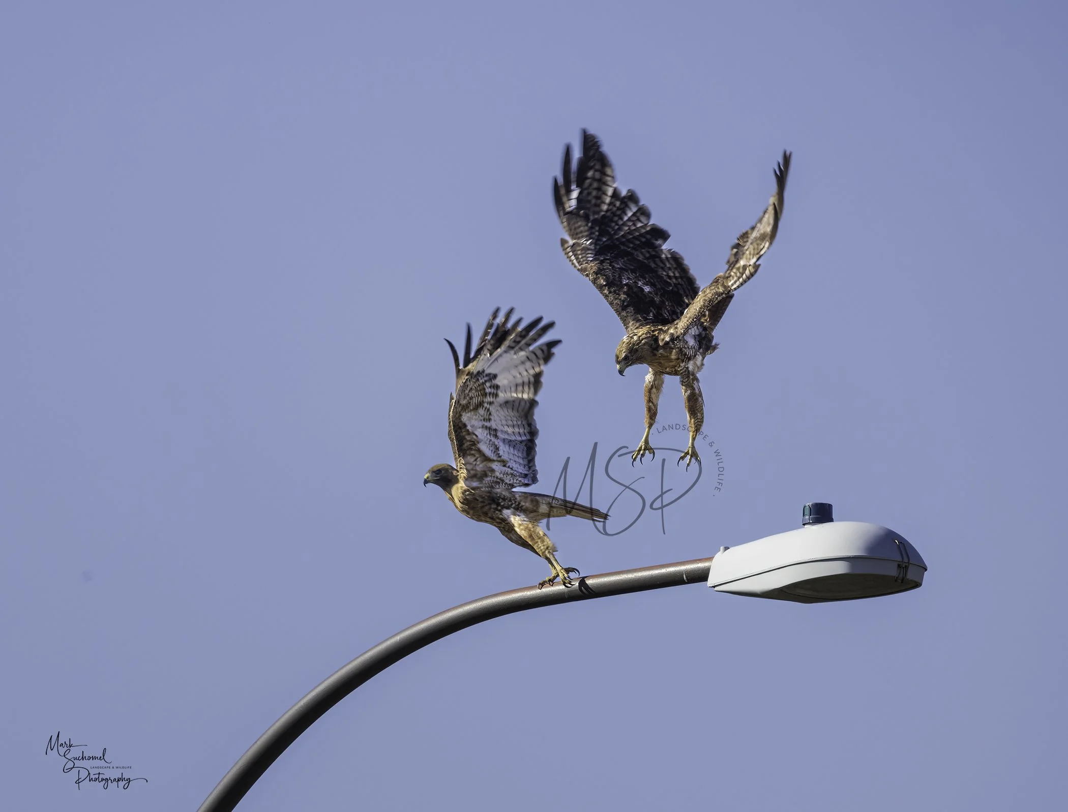 Two hawks landing on a streetlight against a clear blue sky.