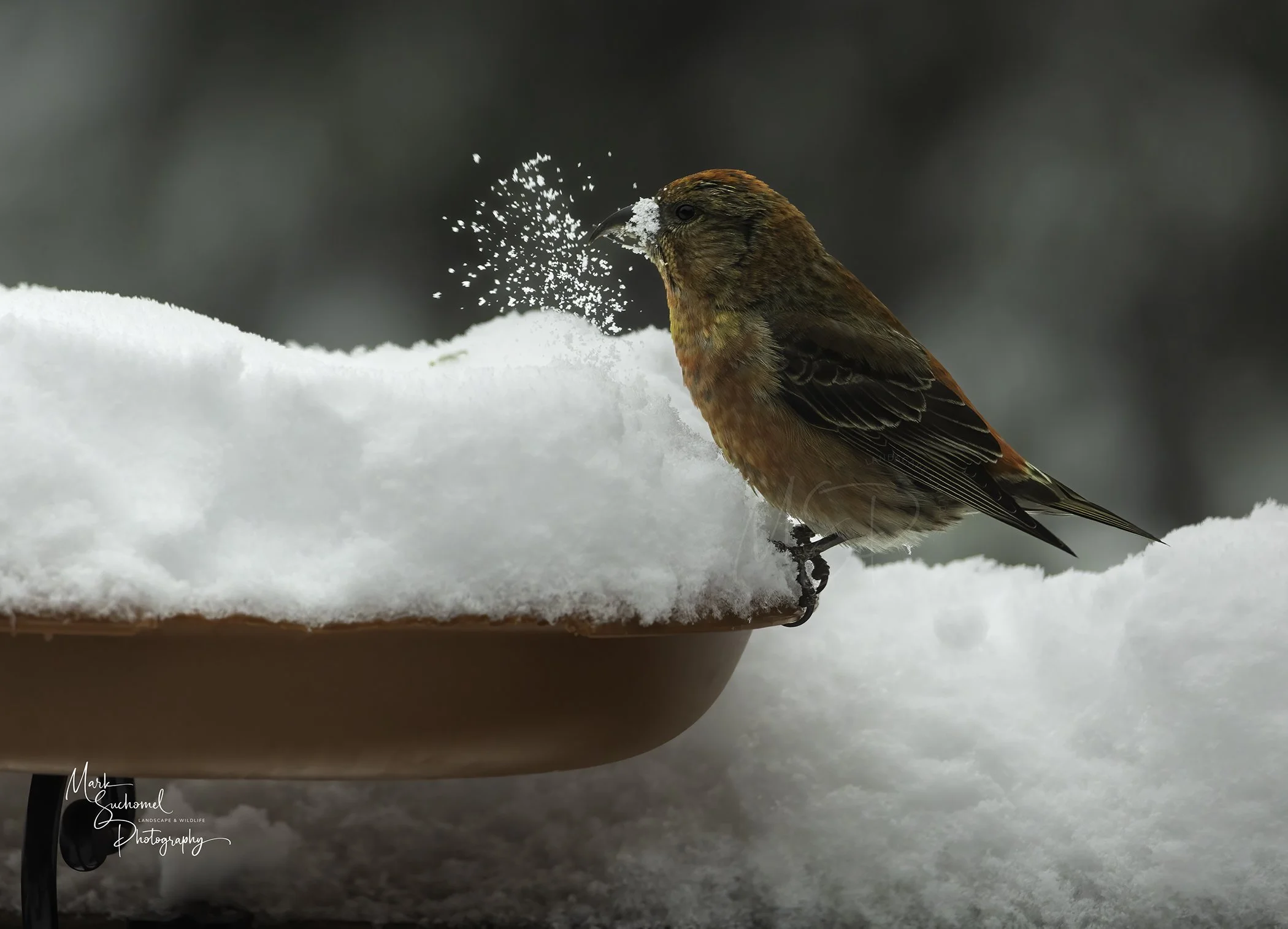 A small bird with brown and orange feathers standing on a snow-covered surface, pecking at snow with snowflakes flying around its beak, with a blurred dark background.