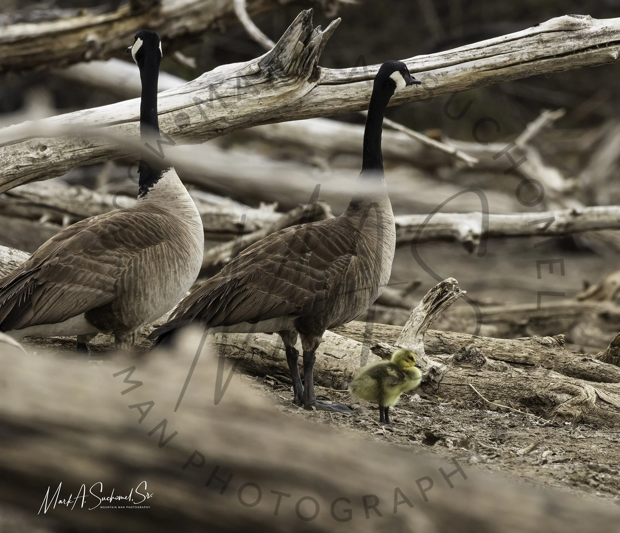 Two adult Canada geese with black heads and necks, and brown bodies, standing on rocky ground with large driftwood logs around. A fluffy yellow gosling stands nearby.