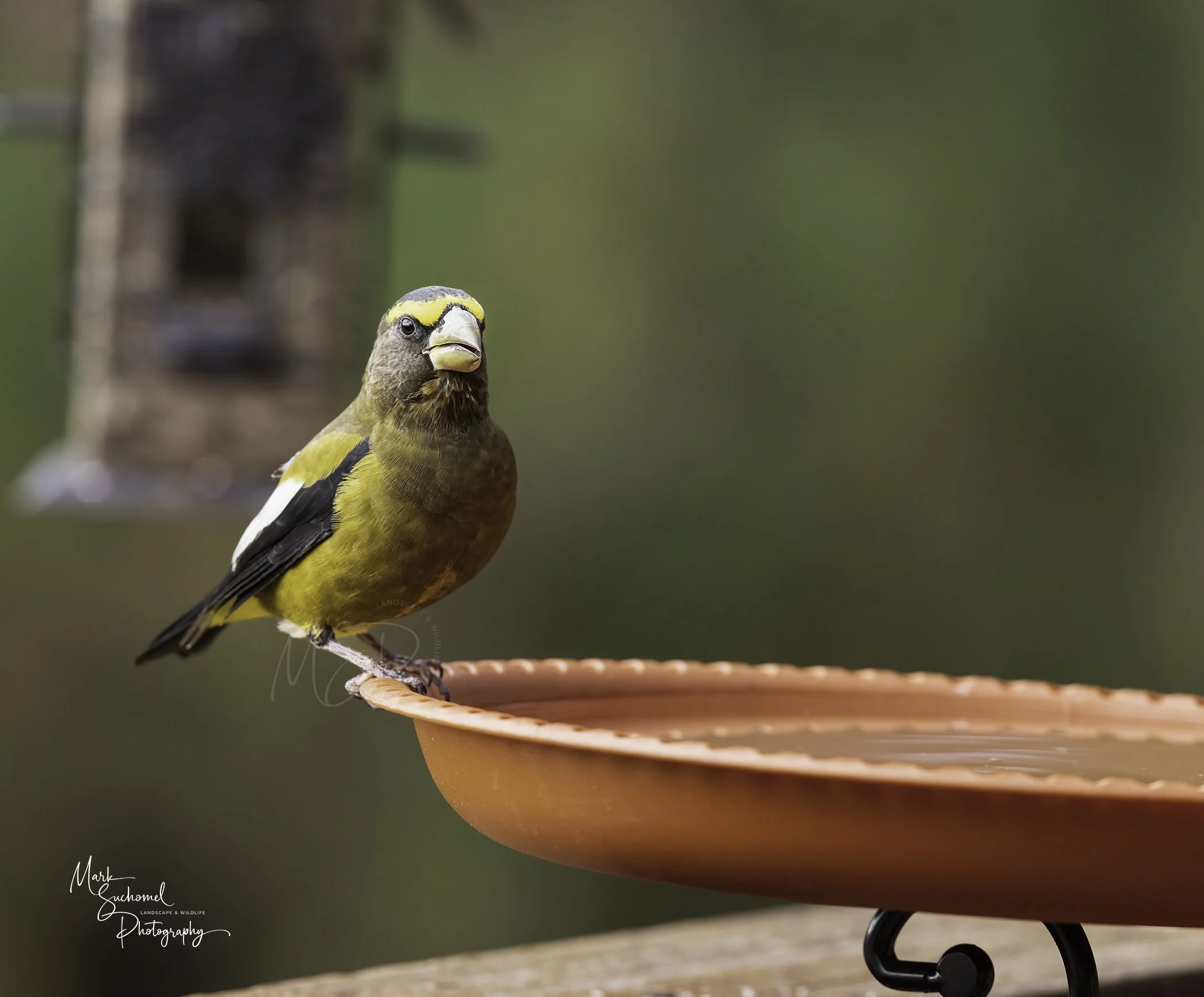 A bird perched on the edge of a pink birdbath, with a background of blurred green trees.