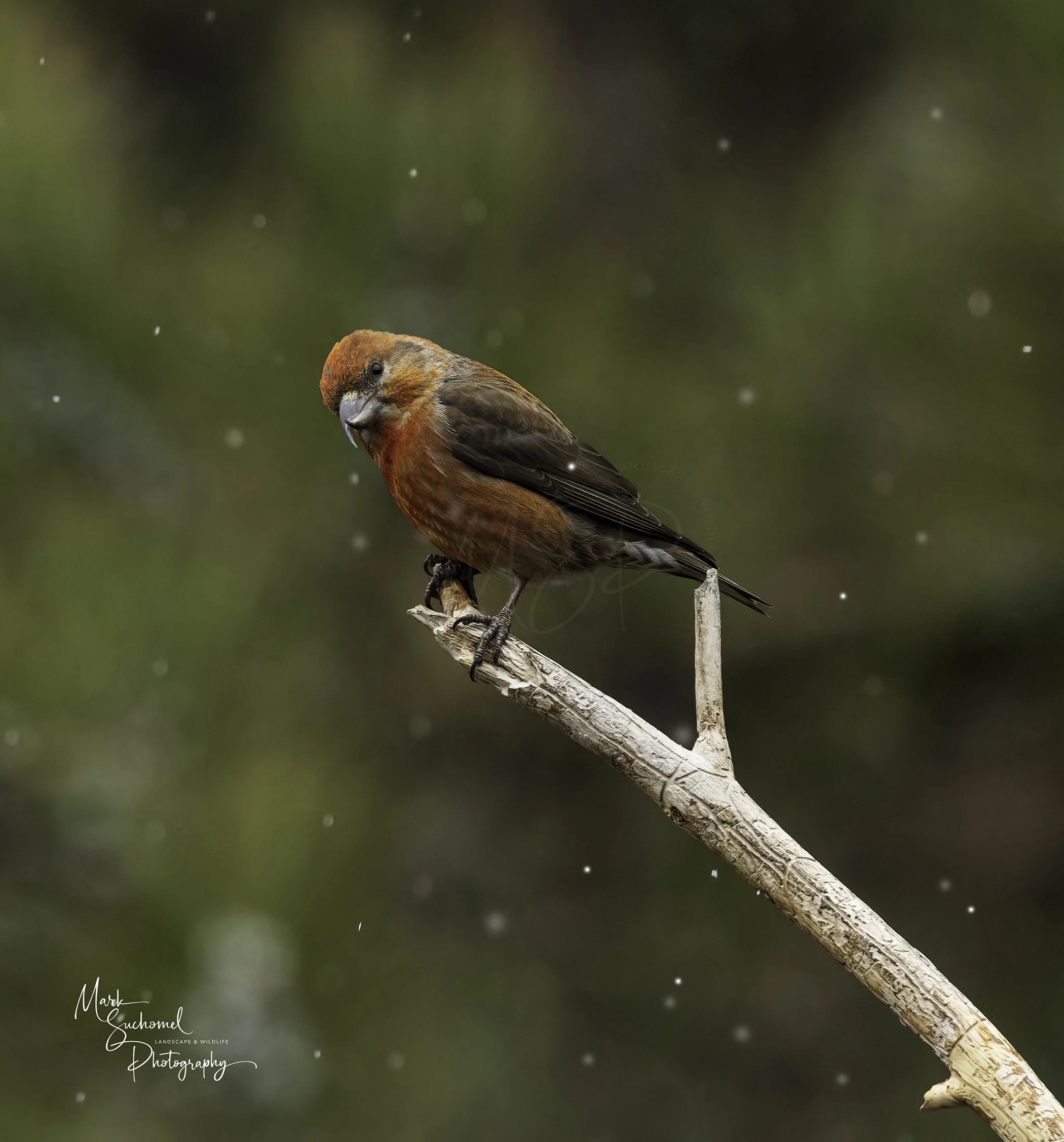 A small bird with reddish and brown feathers perched on a diagonal branch, with a blurred green background and falling snowflakes.