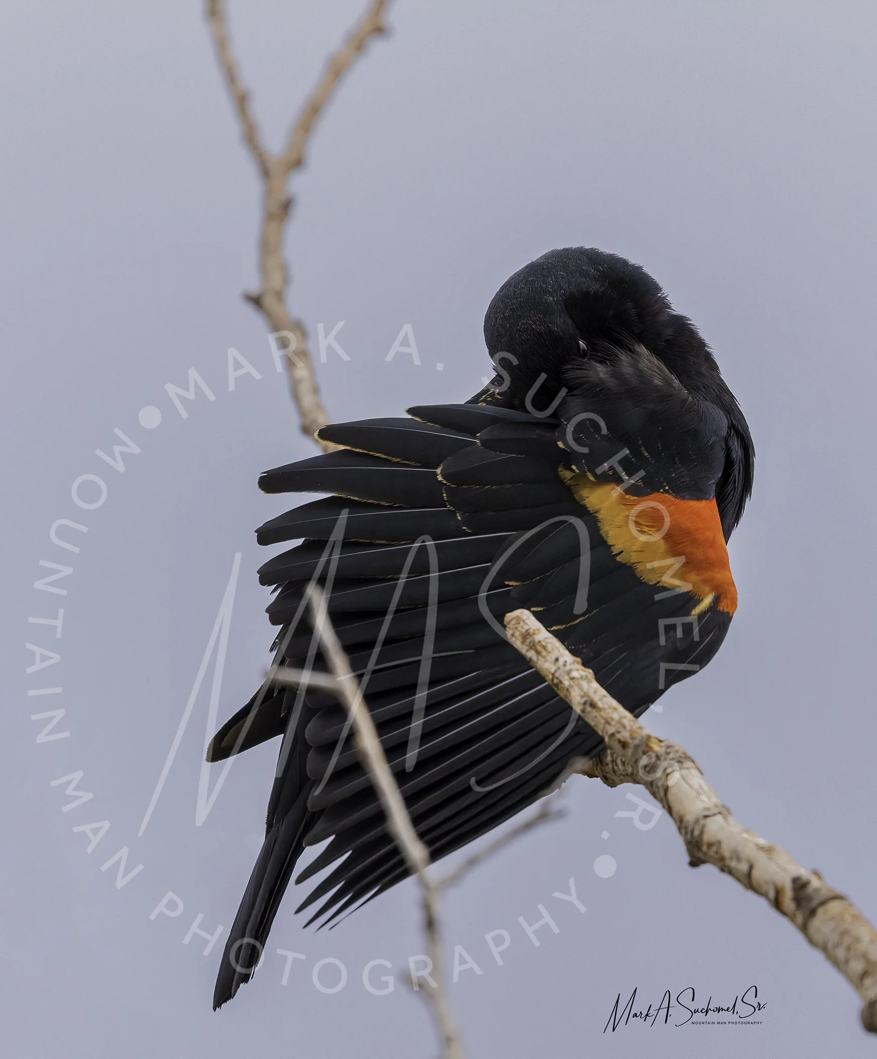 A colorful bird, likely a fire-tailed black cockatoo, perched on a thin branch with a gray background.
