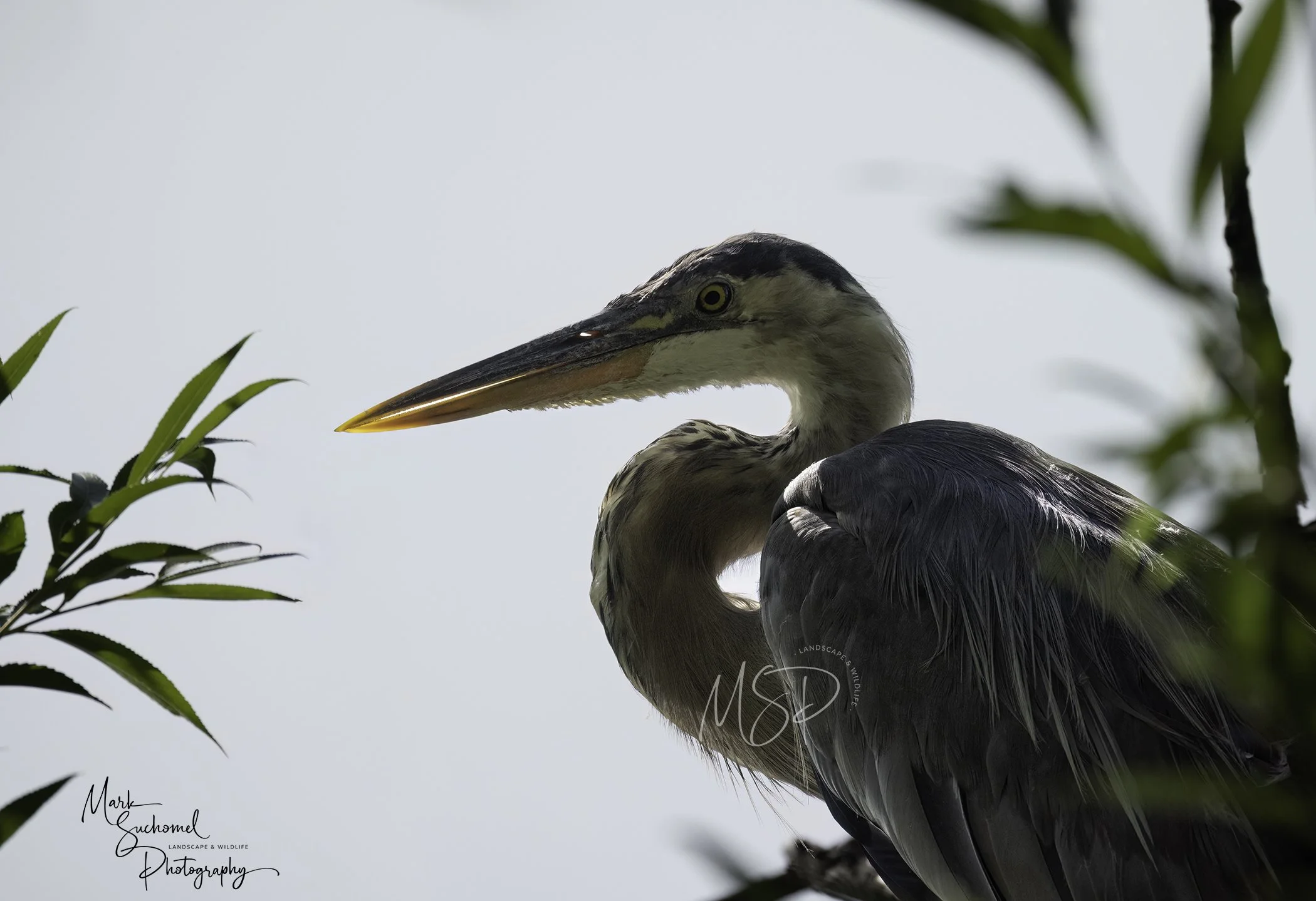 Great Blue Heron
