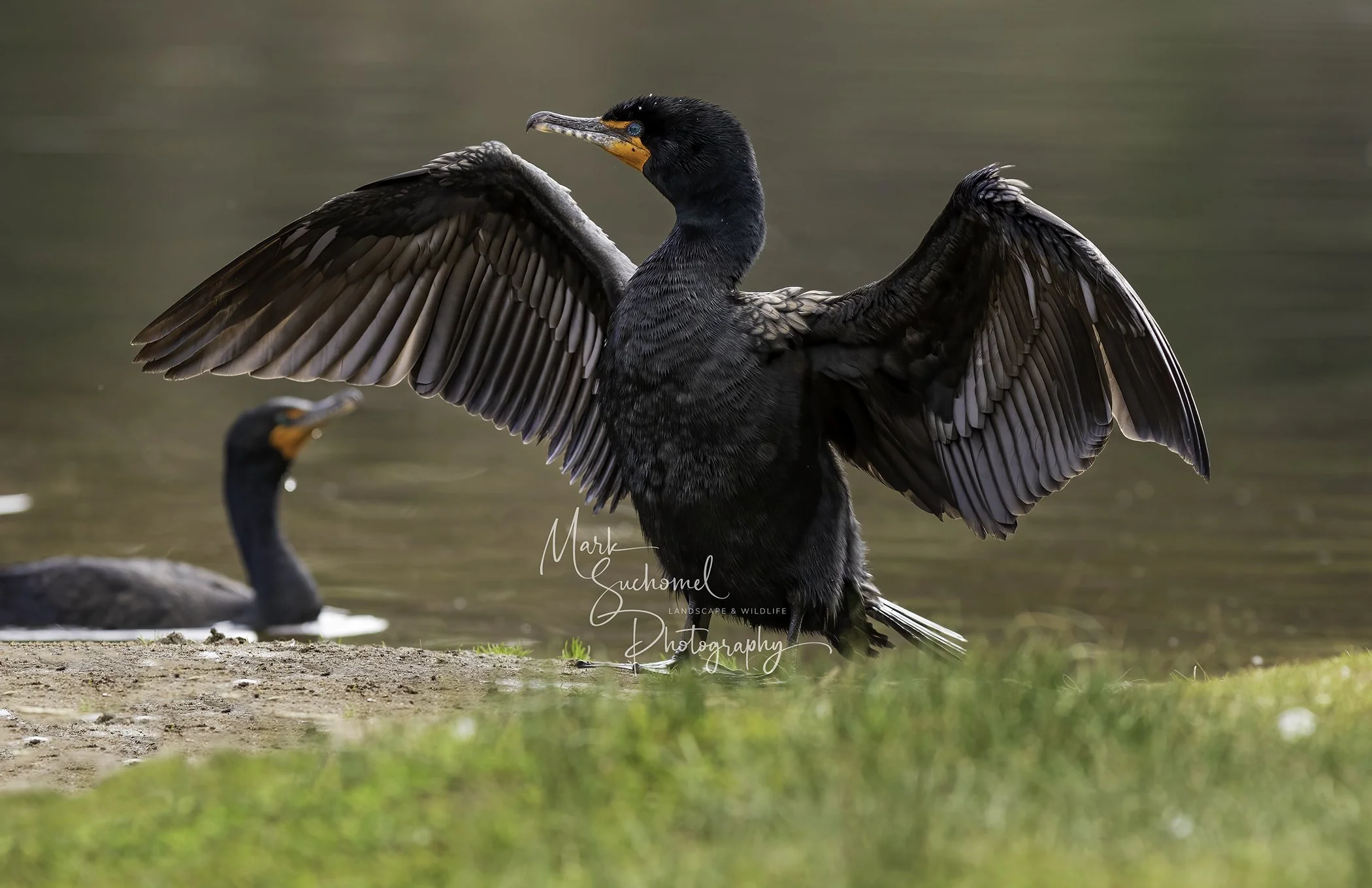 Two black waterfowl with orange beaks, one with wings spread, standing on a grassy patch by the water.
