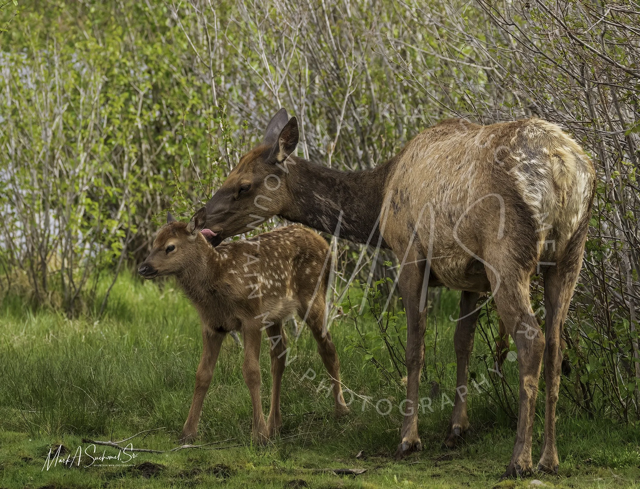 A moose cow and her calf standing on grassy ground among bushes, with the cow licking the calf's head.