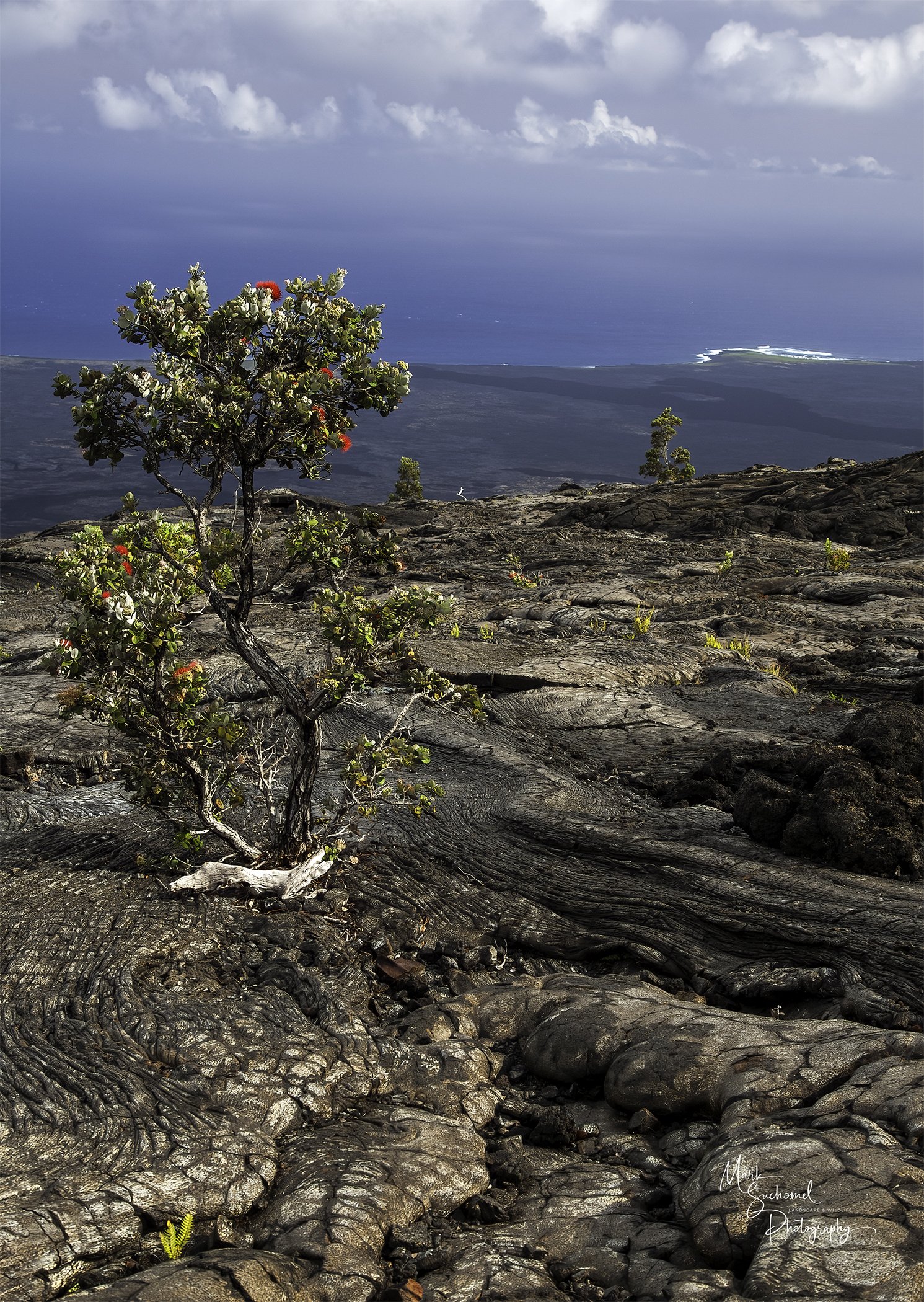 Lava field, Hawaii