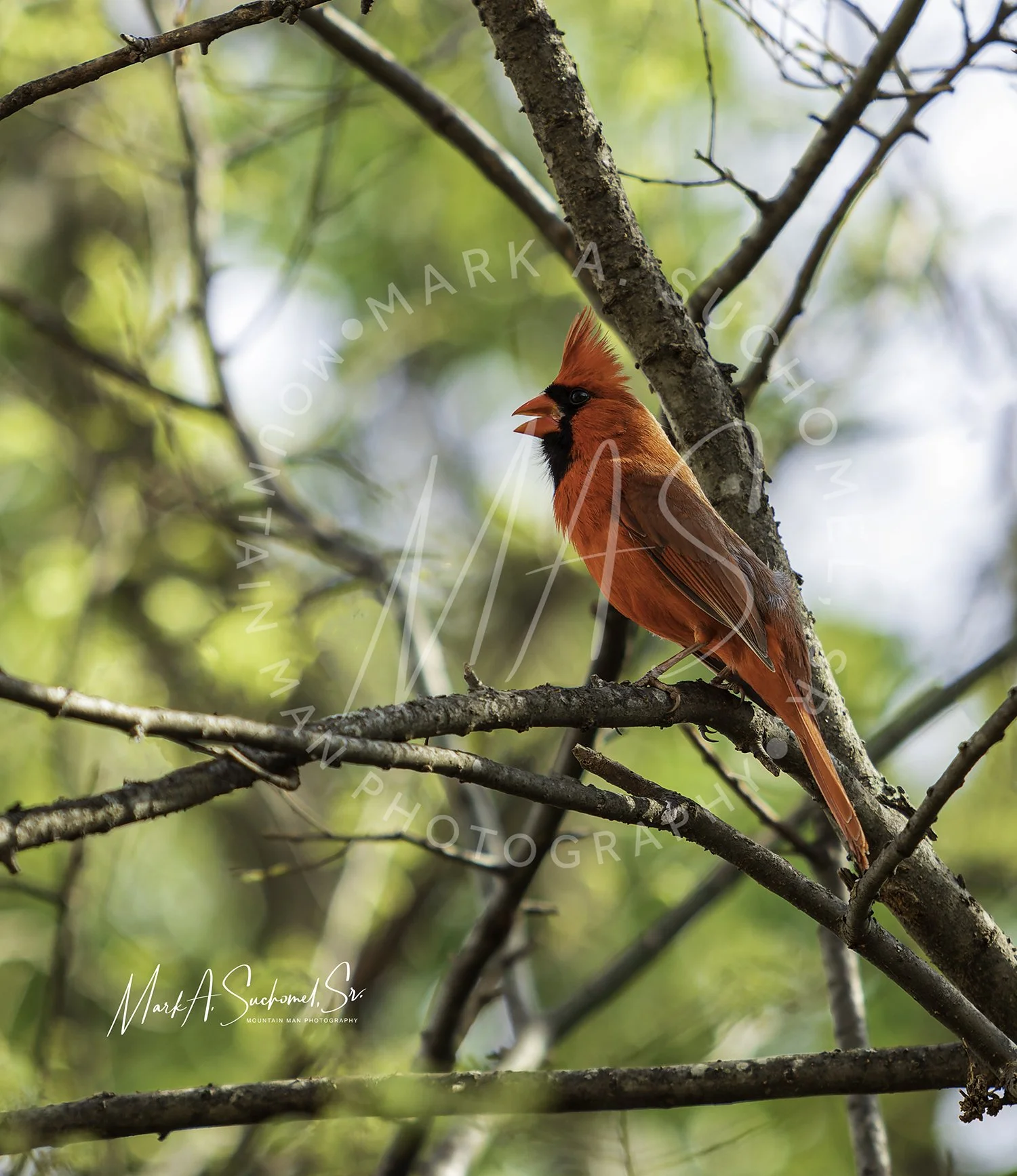 A red cardinal bird perched on a tree branch with a blurred green and blue background.