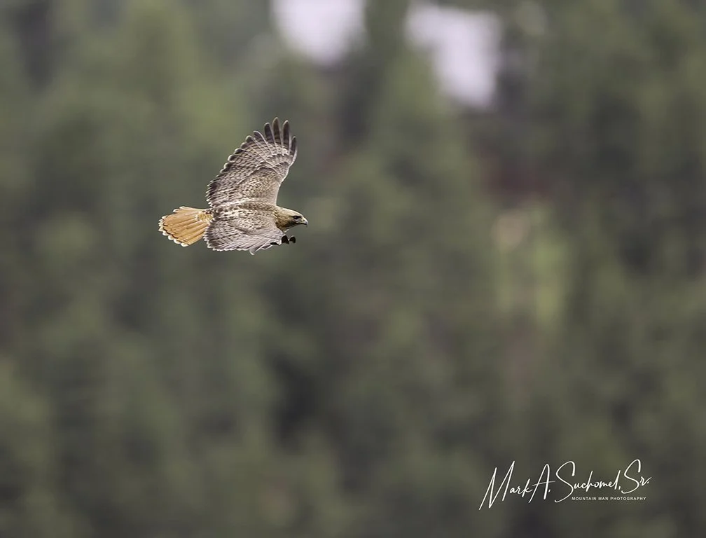 A hawk flying with a blurred wooded background.