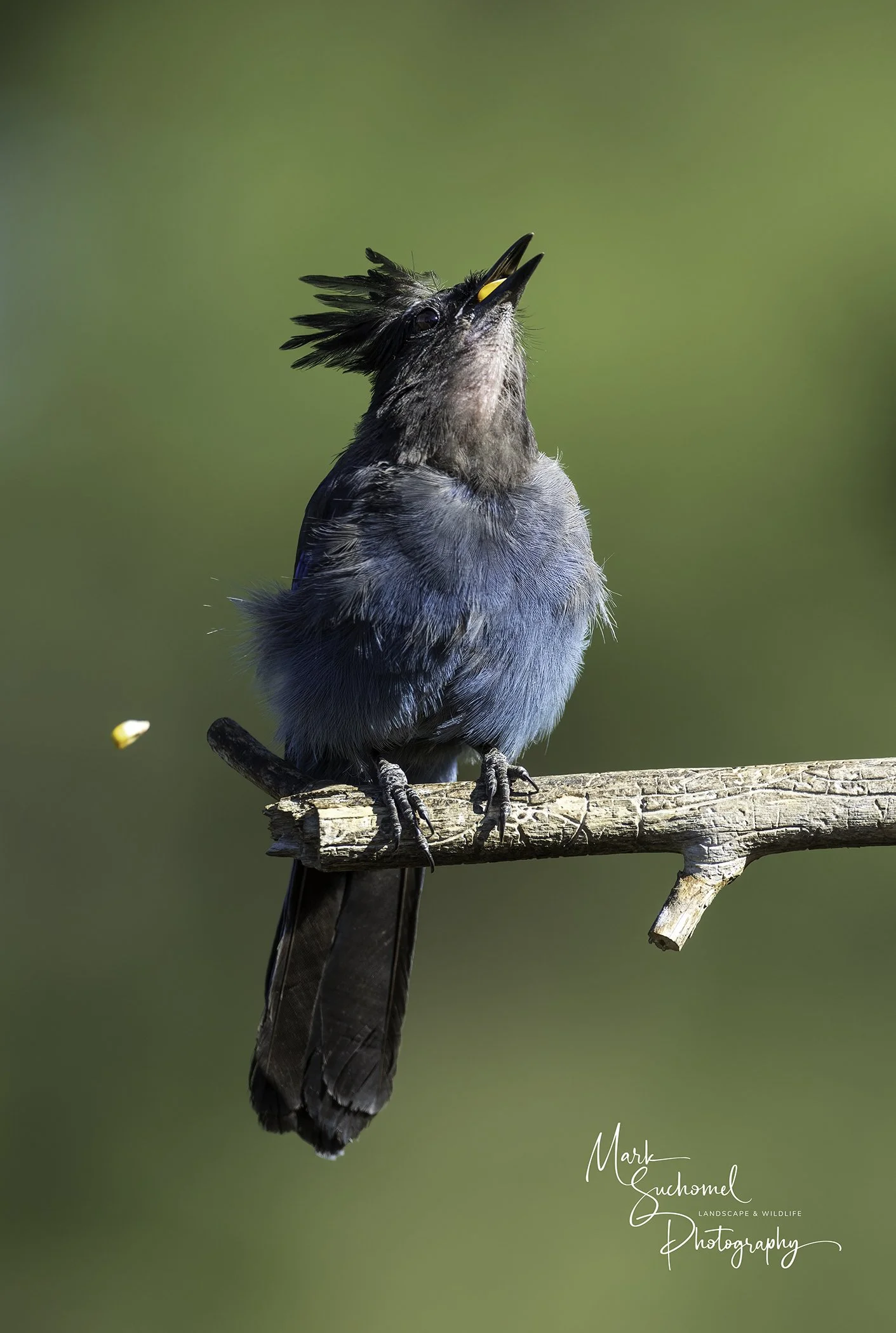 Steller's Jay
