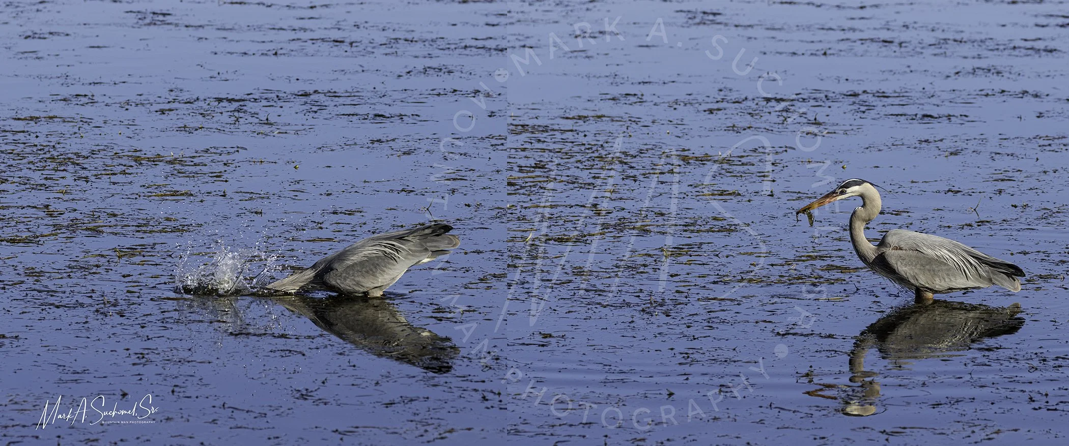 Great Blue Heron fishing Main Reservoir Littleton, Colorado